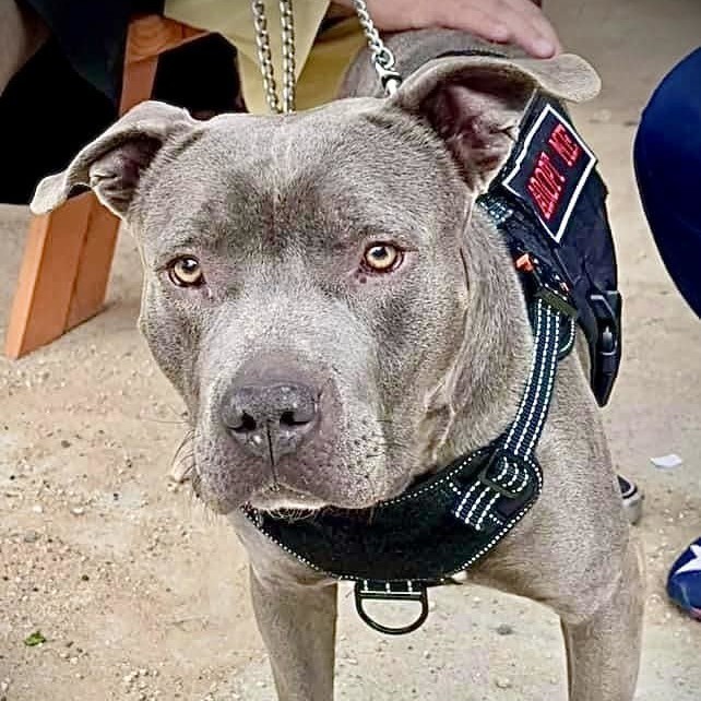 Chance, a Adoptable mixed breed in Georgetown, TX image 4/5