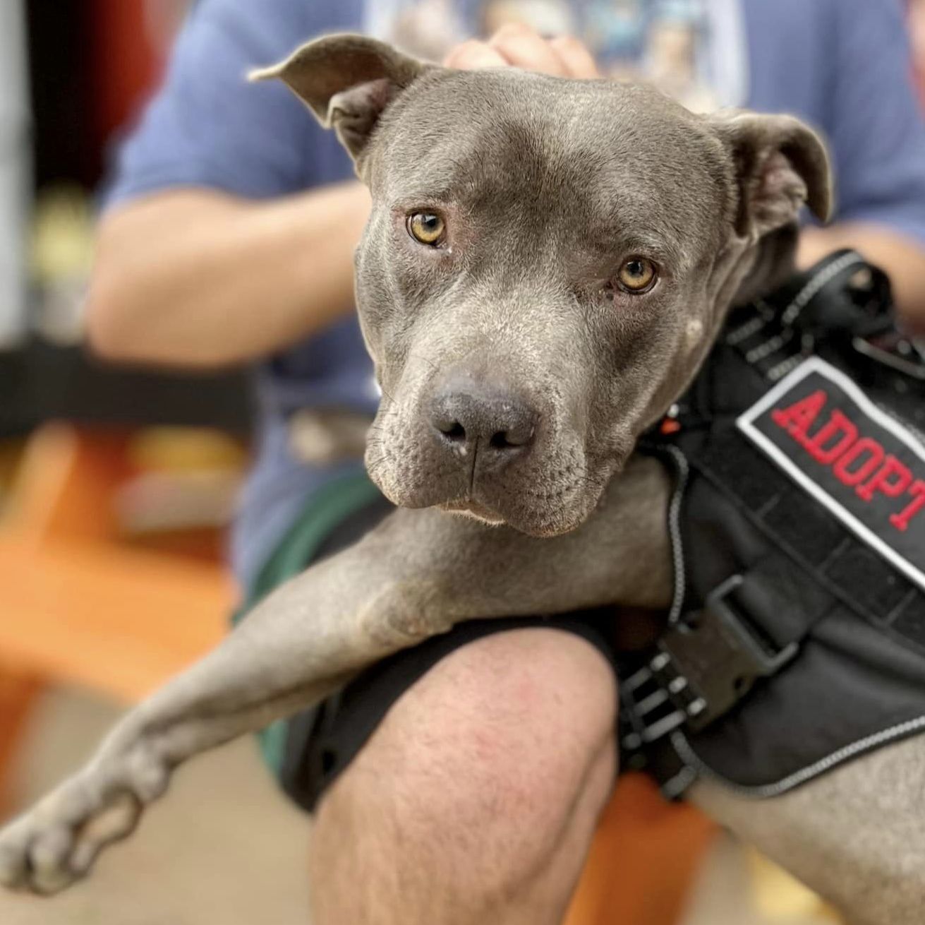 Chance, a Adoptable mixed breed in Georgetown, TX image 5/5