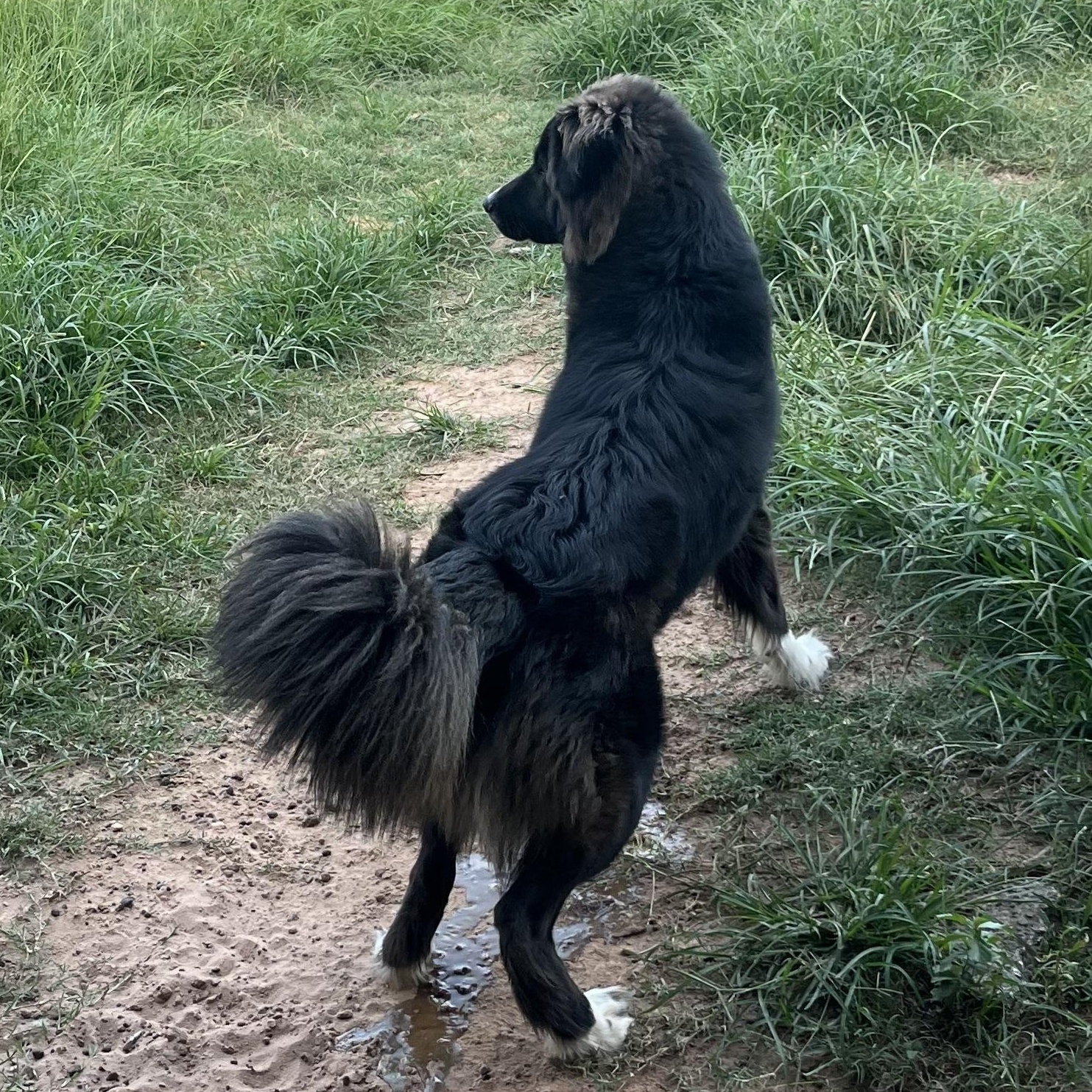 Nash 2