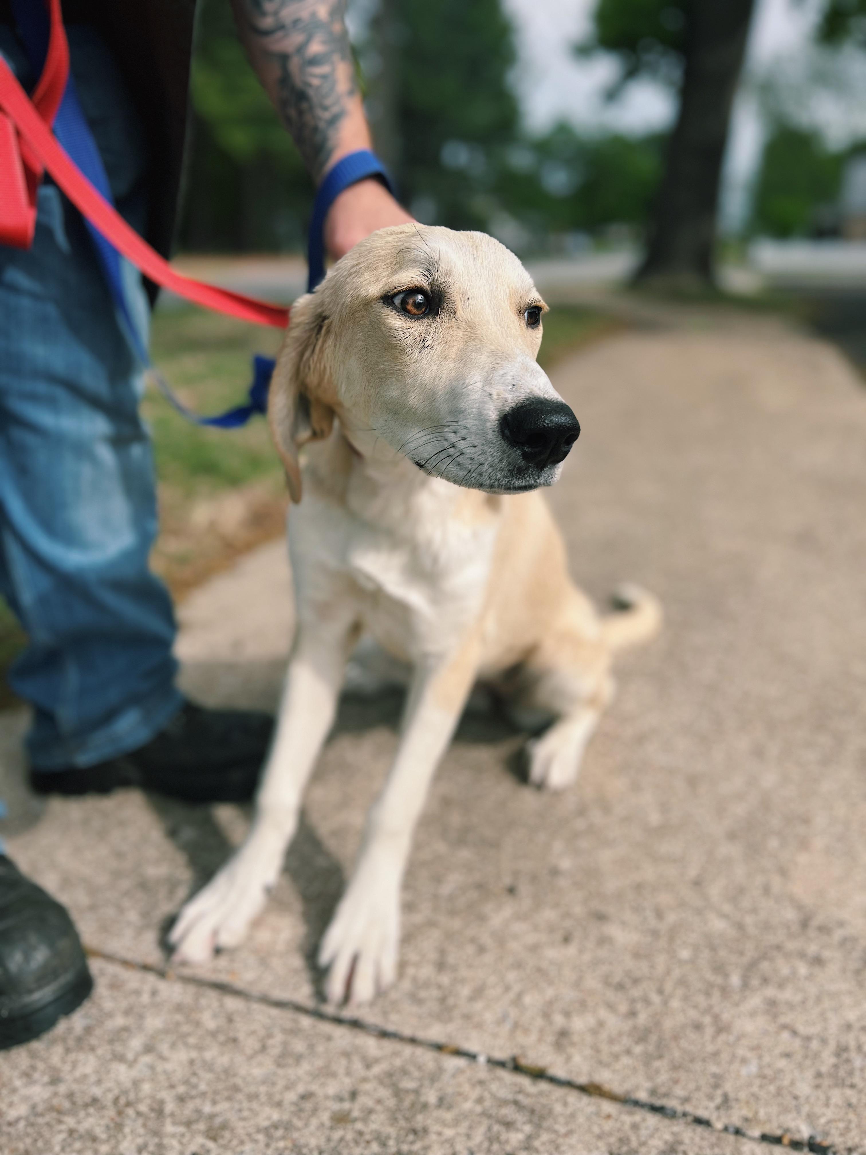 Enlarge Butter, a Adoptable mixed breed in Okmulgee, OK image 5/6