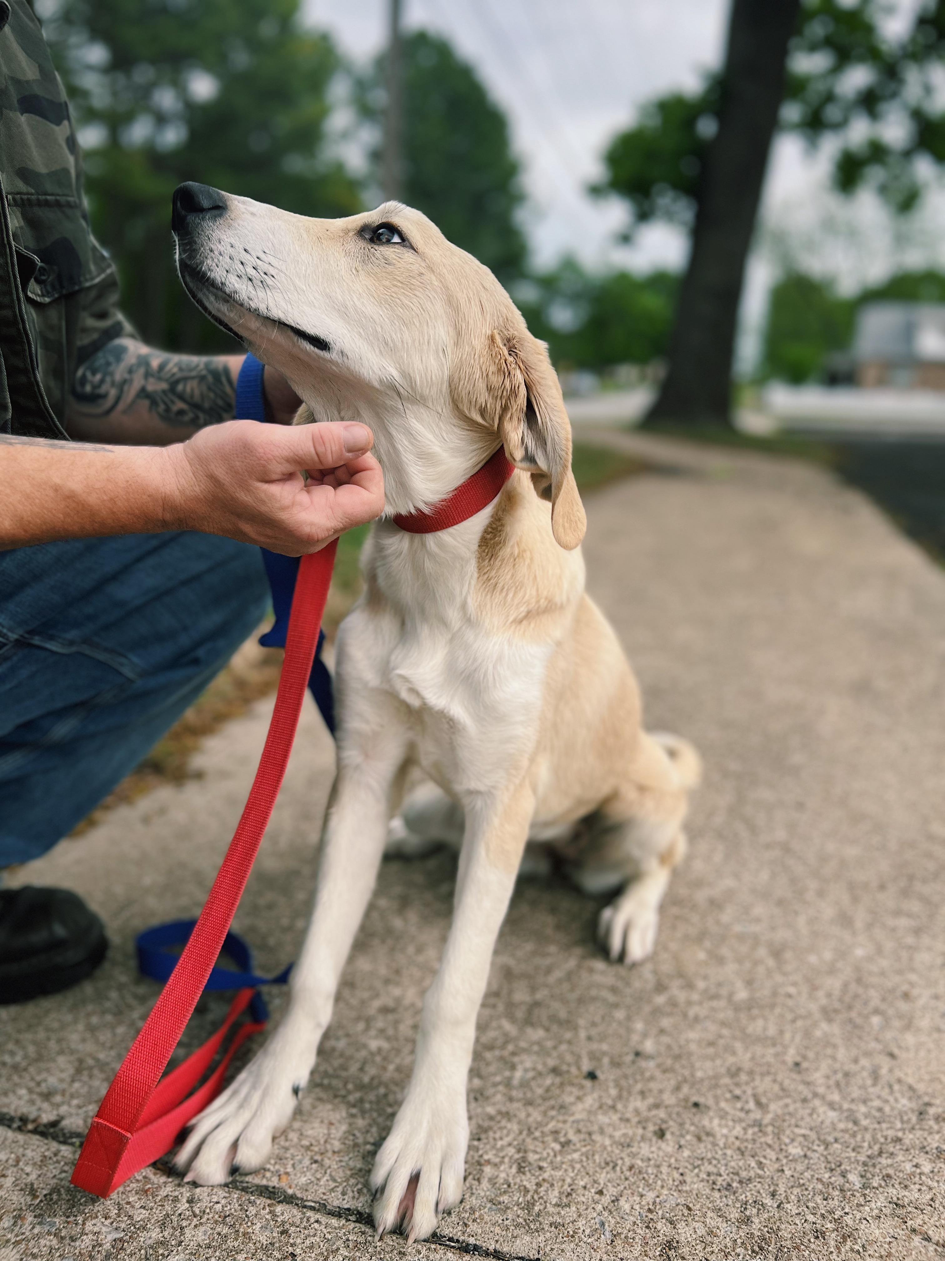 Enlarge Butter, a Adoptable mixed breed in Okmulgee, OK image 4/6