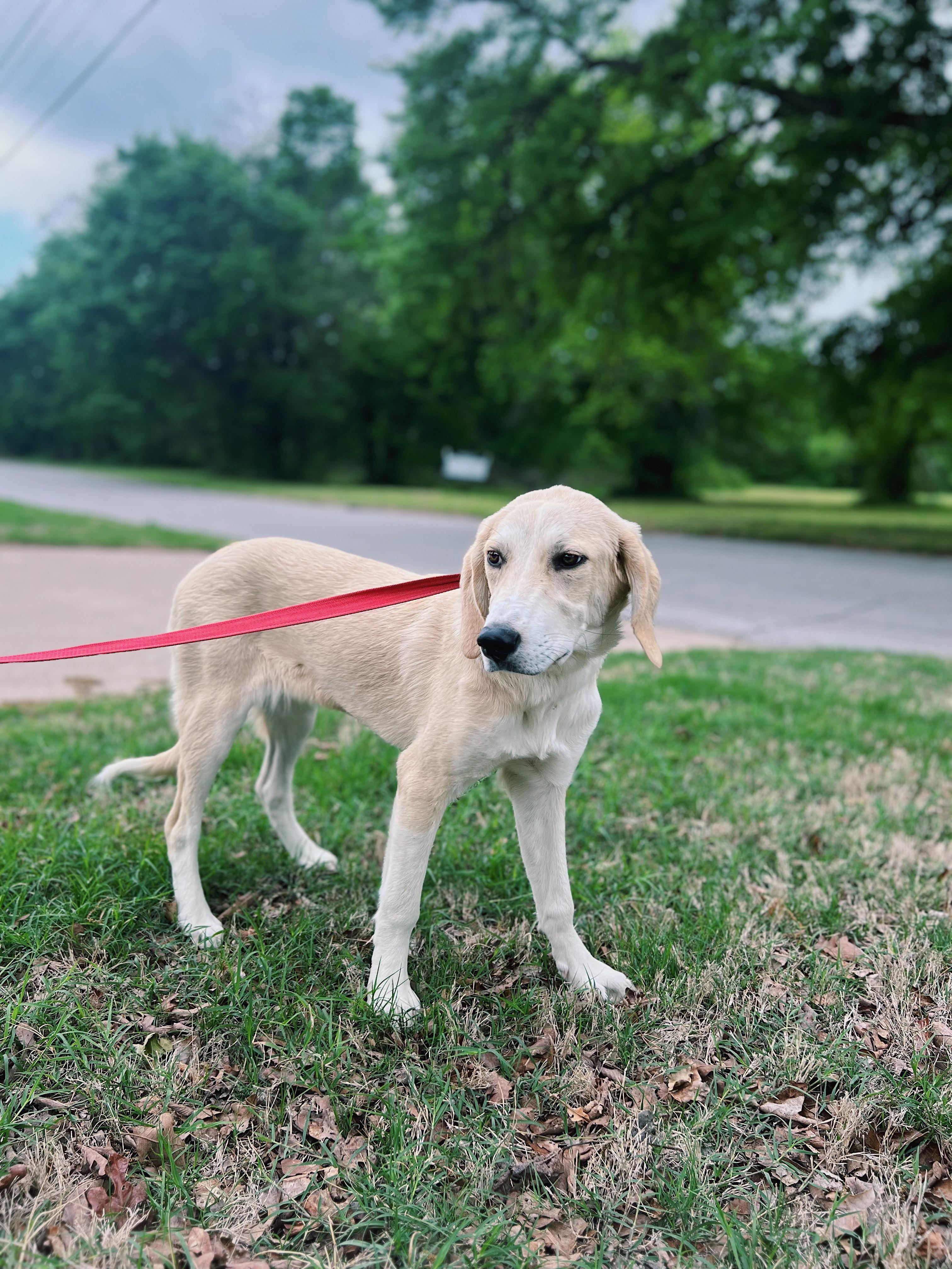 Enlarge Butter, a Adoptable mixed breed in Okmulgee, OK image 6/6