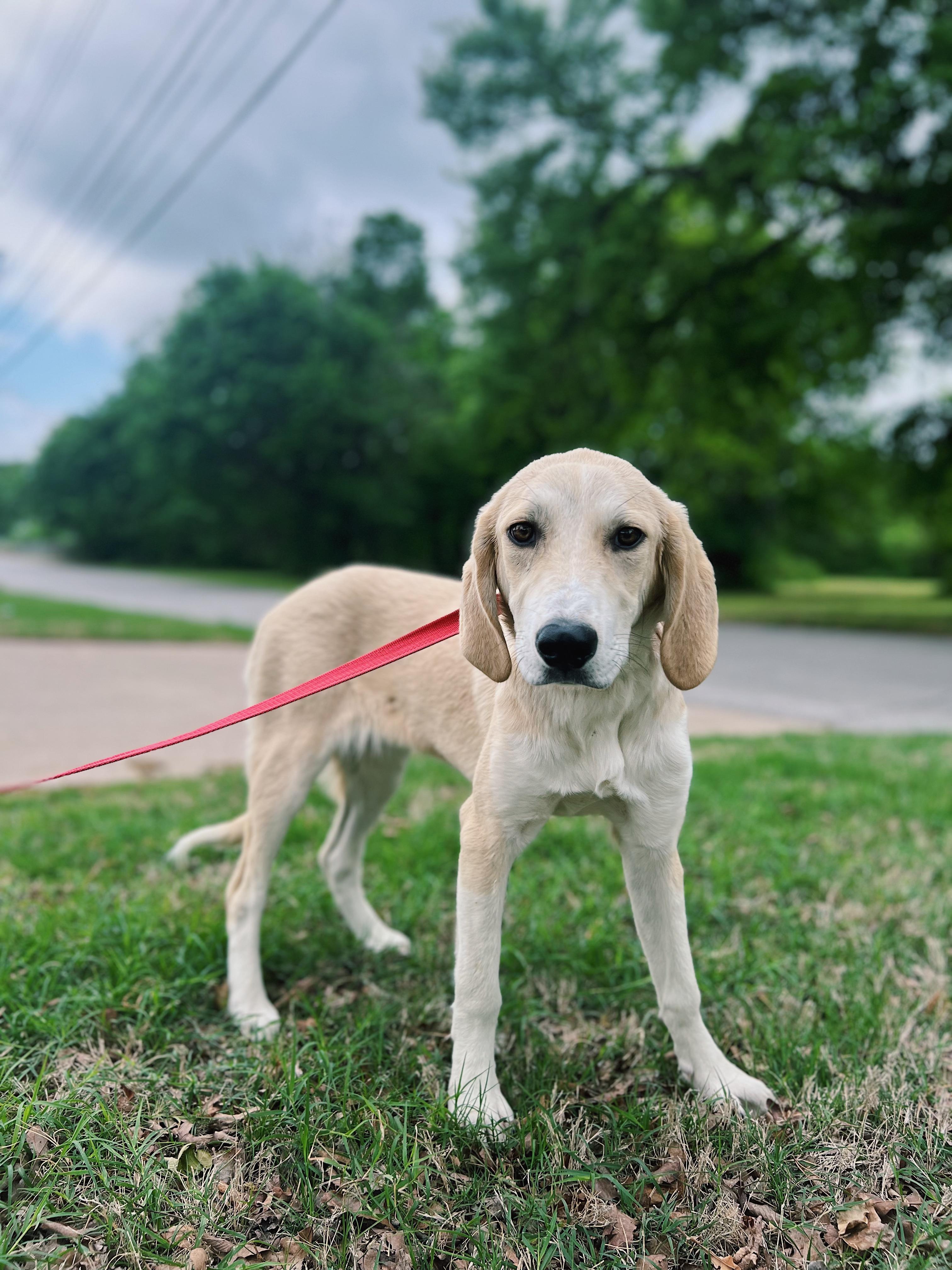 Enlarge Butter, a Adoptable mixed breed in Okmulgee, OK image 1/6