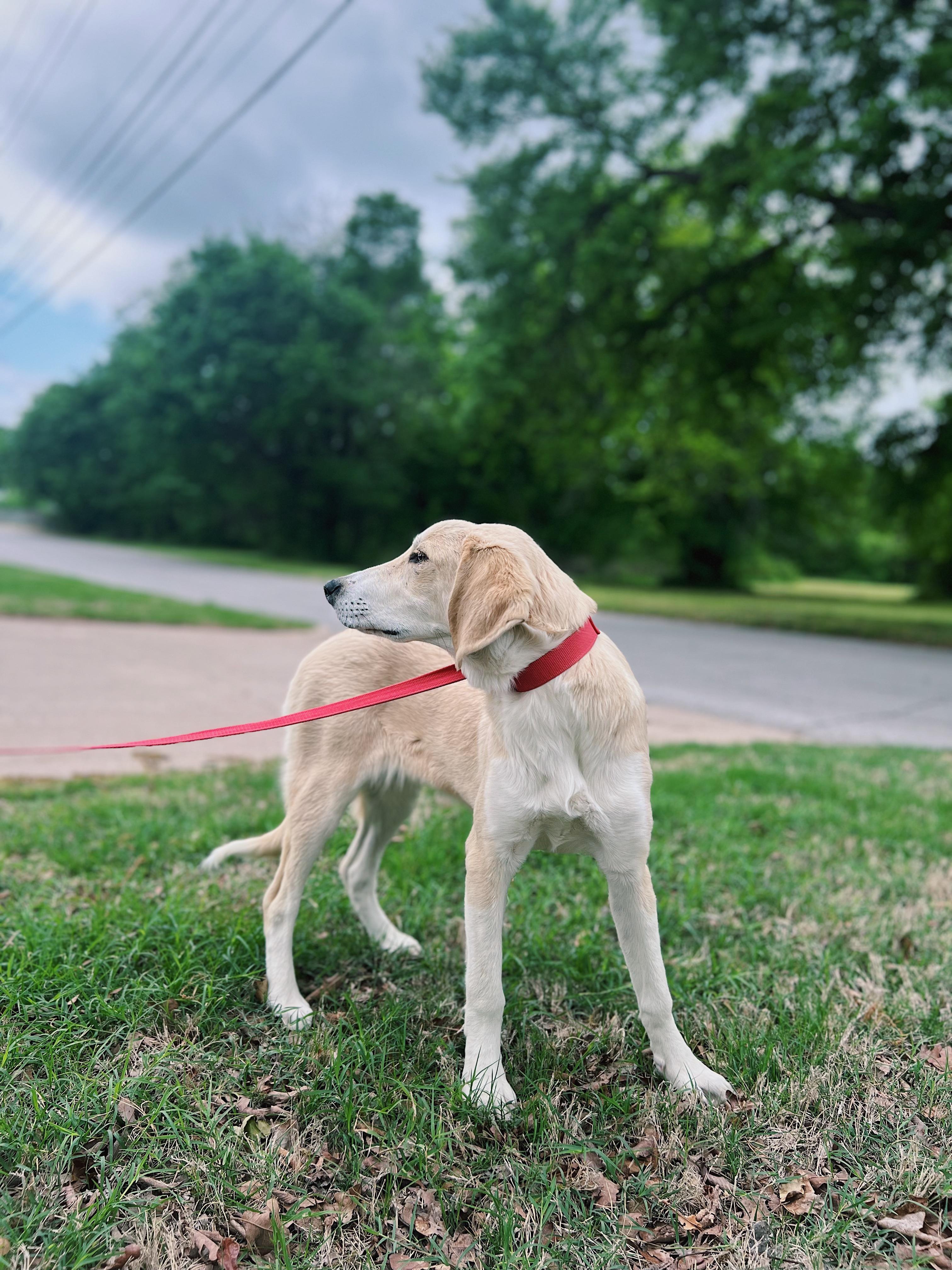 Enlarge Butter, a Adoptable mixed breed in Okmulgee, OK image 2/6