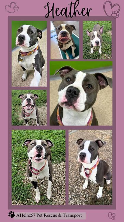 Heather, a Adoptable mixed breed in De Soto, IA image 2/2