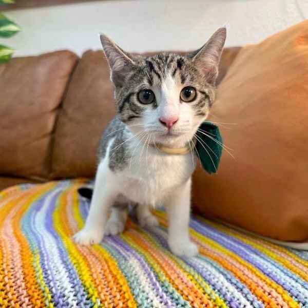 Vaporeon Pokemon — thumbnail 4