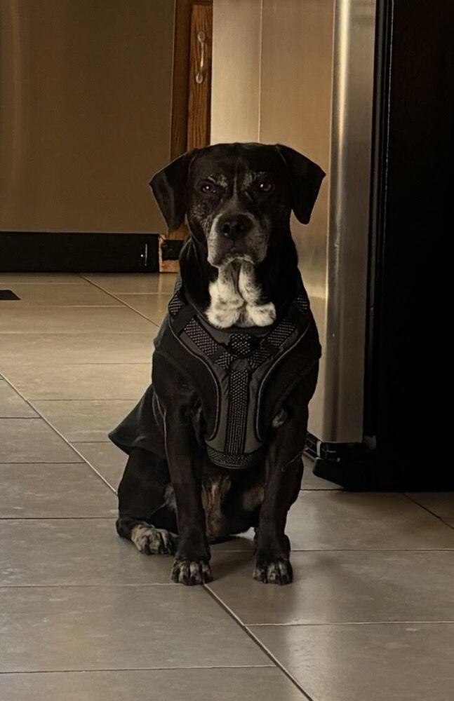 Tigger, Adoptable, Adult Male Labrador Retriever & Mixed Breed.