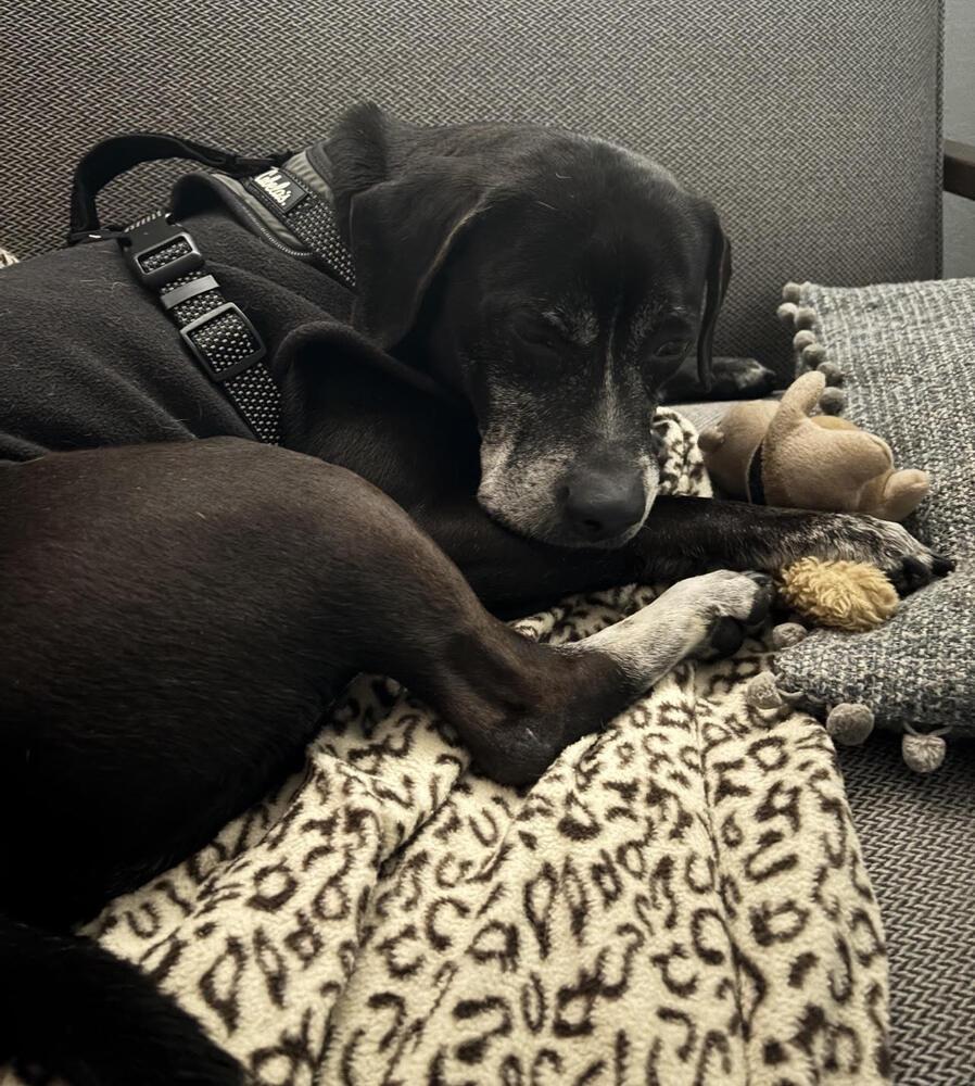 Enlarge Tigger, a Adoptable mixed breed in Chattanooga, TN image 2/3