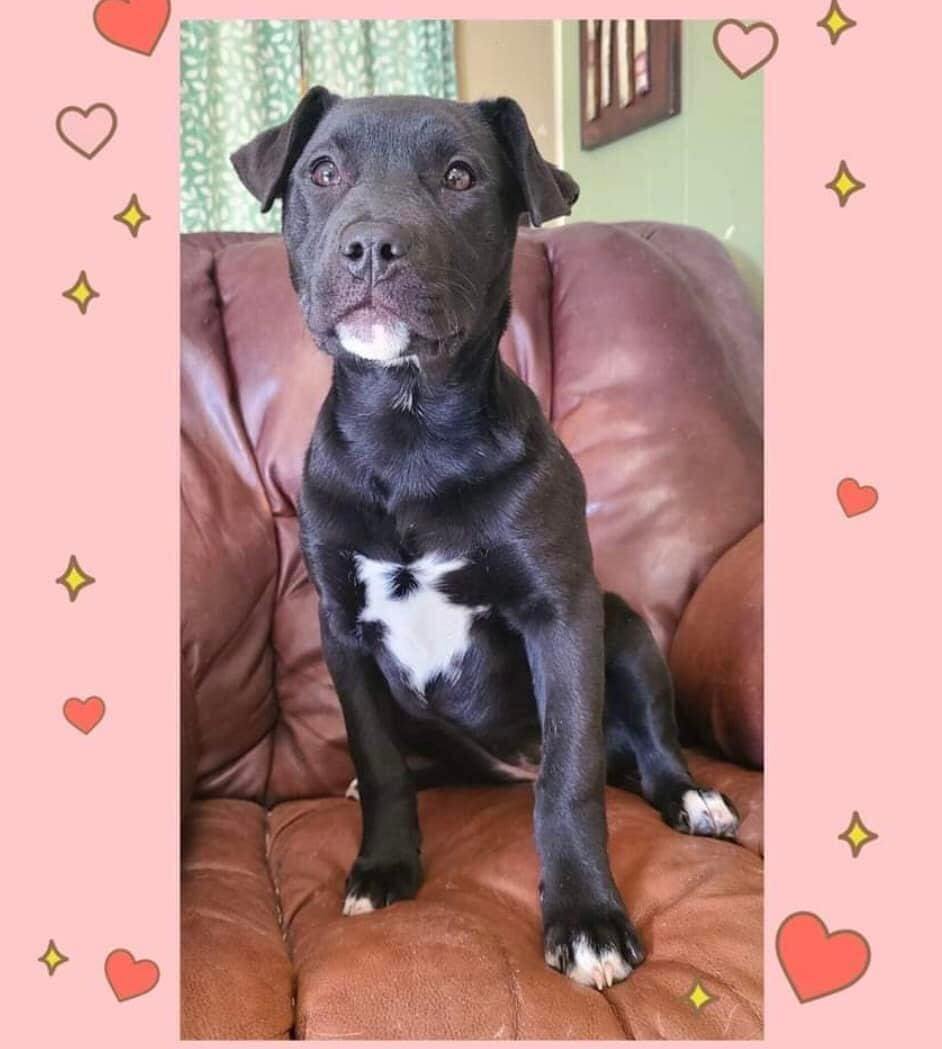 Oaklynn, Adoptable, Puppy Female Black Labrador Retriever & Mixed Breed.