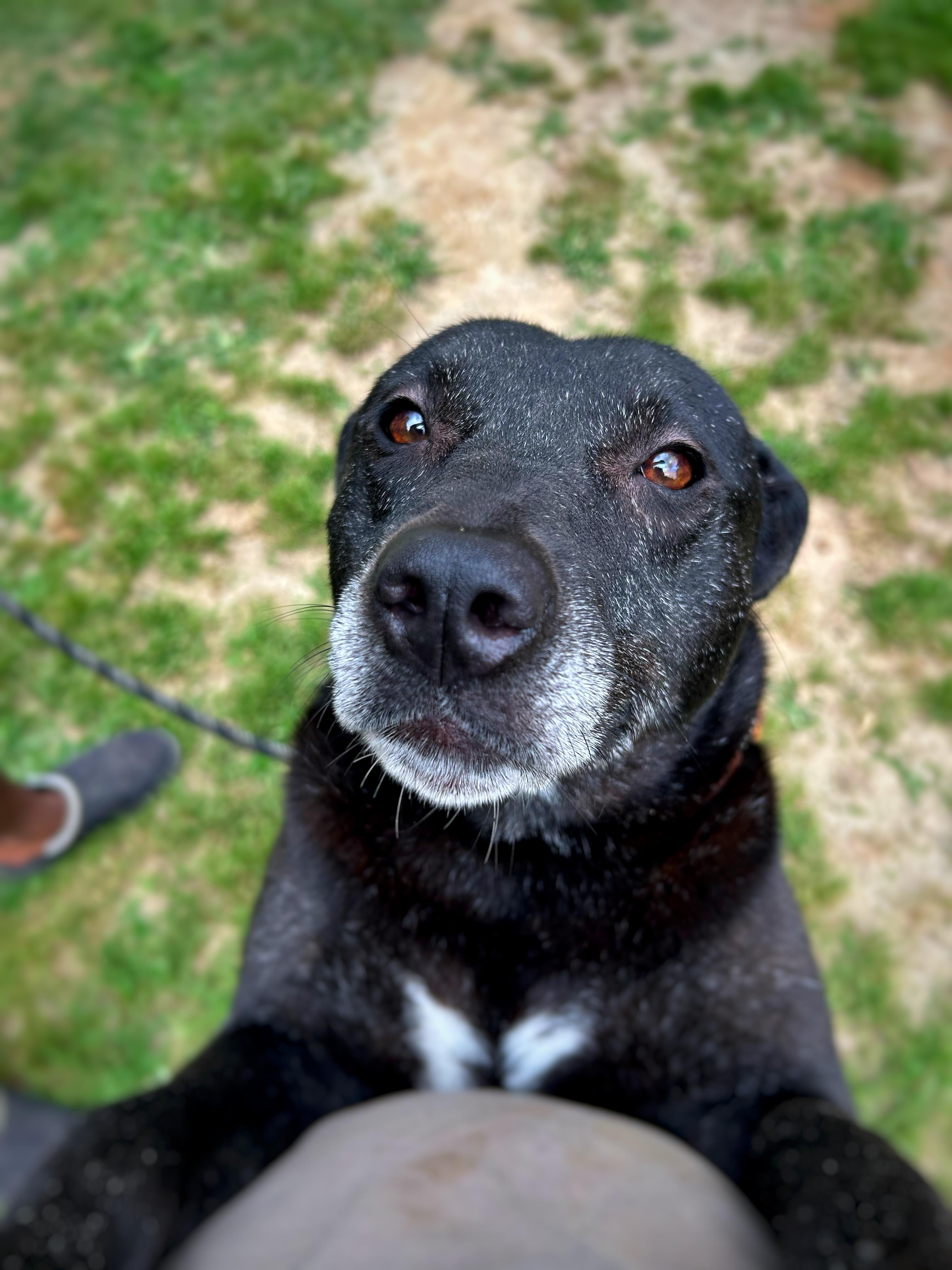 Oaklynn, a Adoptable mixed breed in Greenfield, TN image 3/3