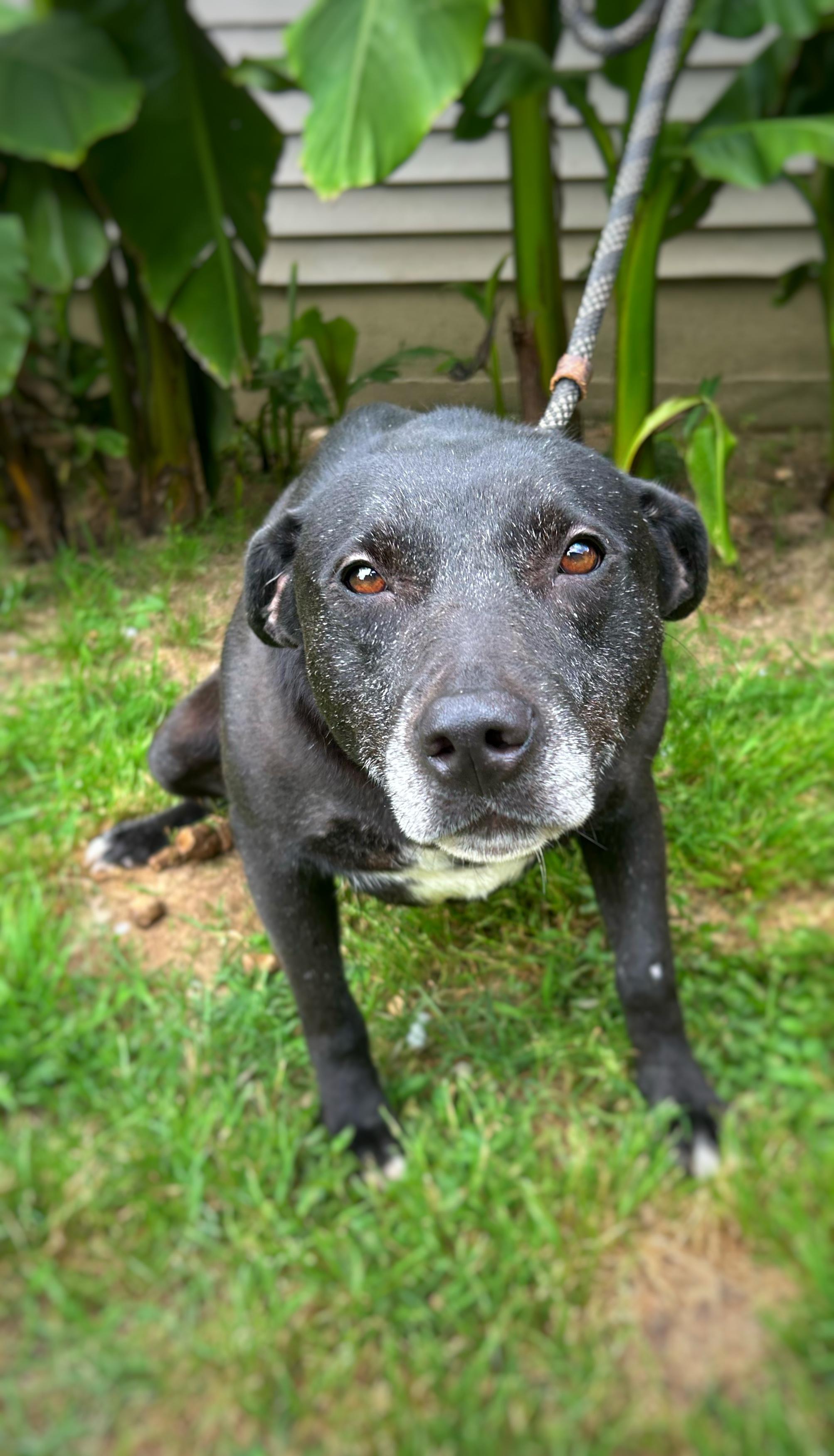 Oaklynn, a Adoptable mixed breed in Greenfield, TN image 1/3