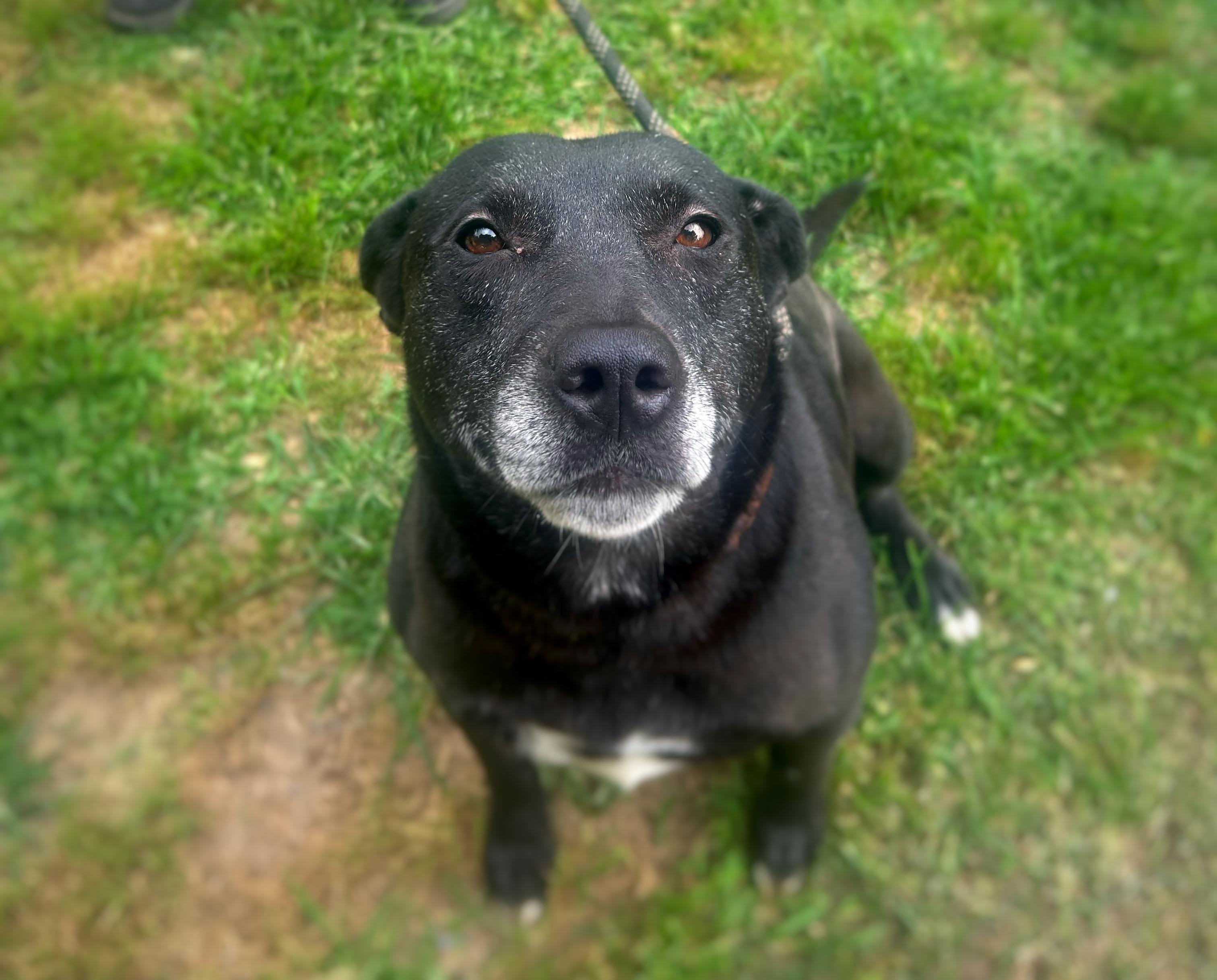 Oaklynn, a Adoptable mixed breed in Greenfield, TN image 2/3