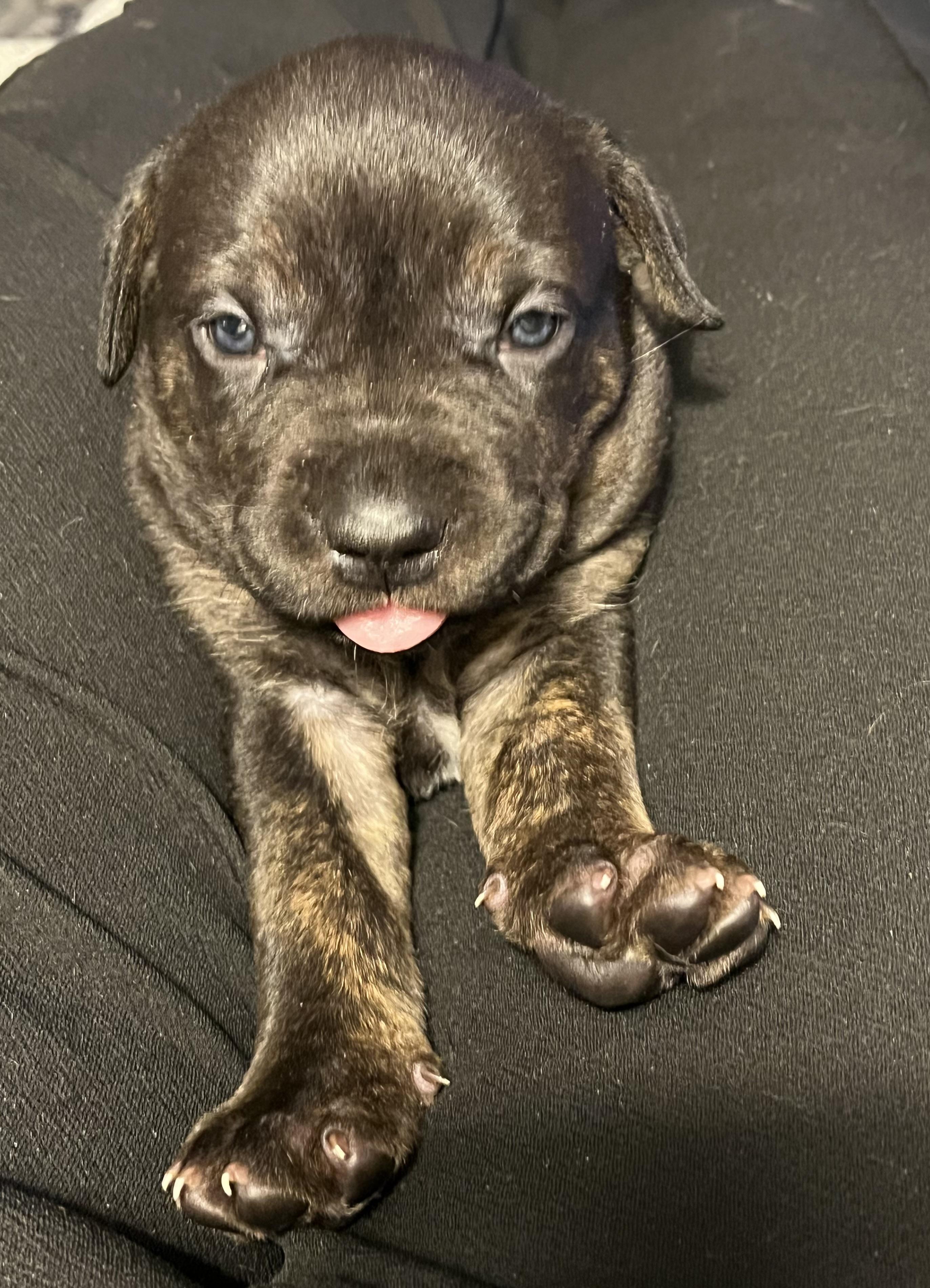 Bella, a ADOPTABLE mixed breed in Youngstown, OH image 4/4