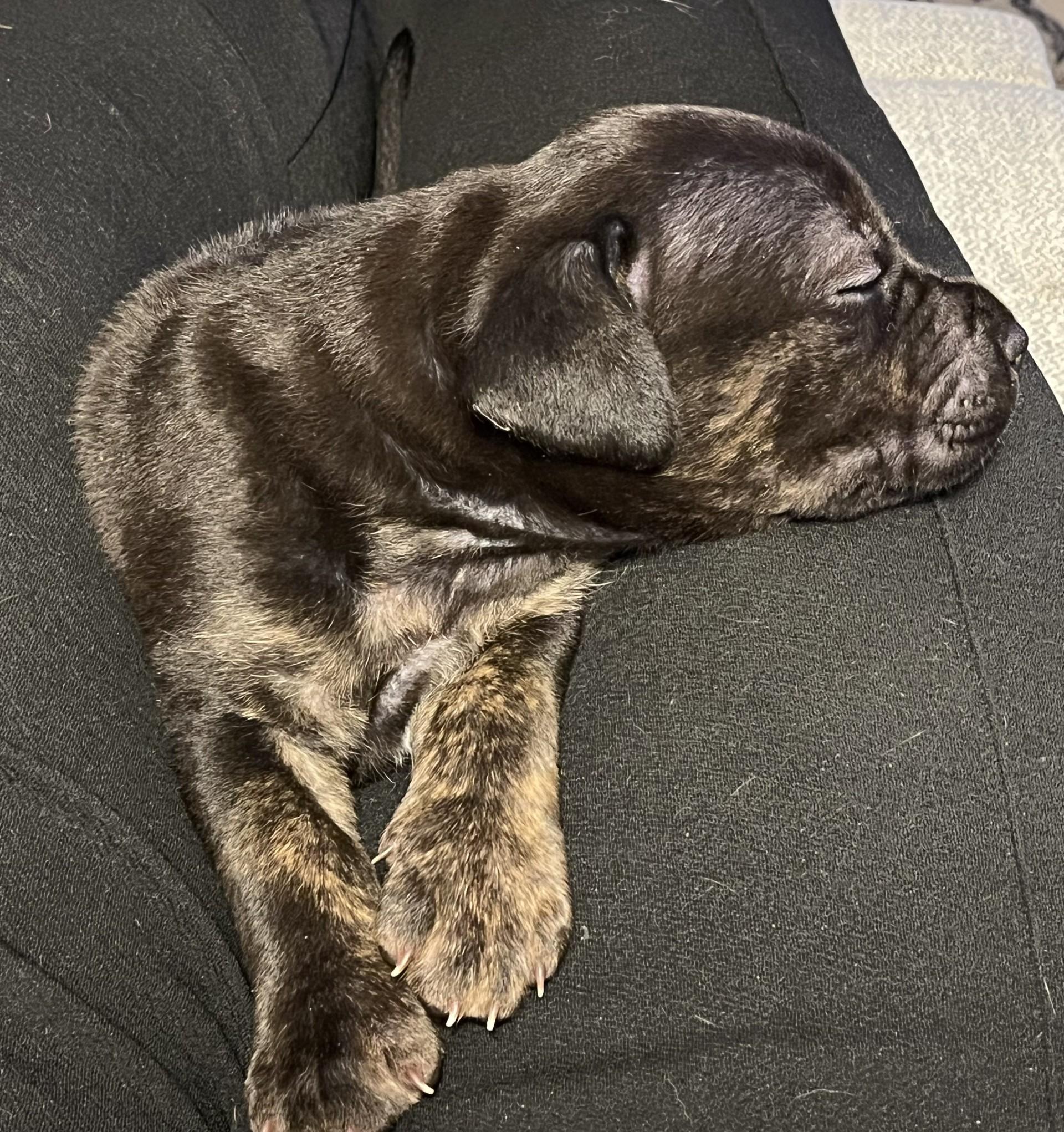 Bella, a ADOPTABLE mixed breed in Youngstown, OH image 3/4