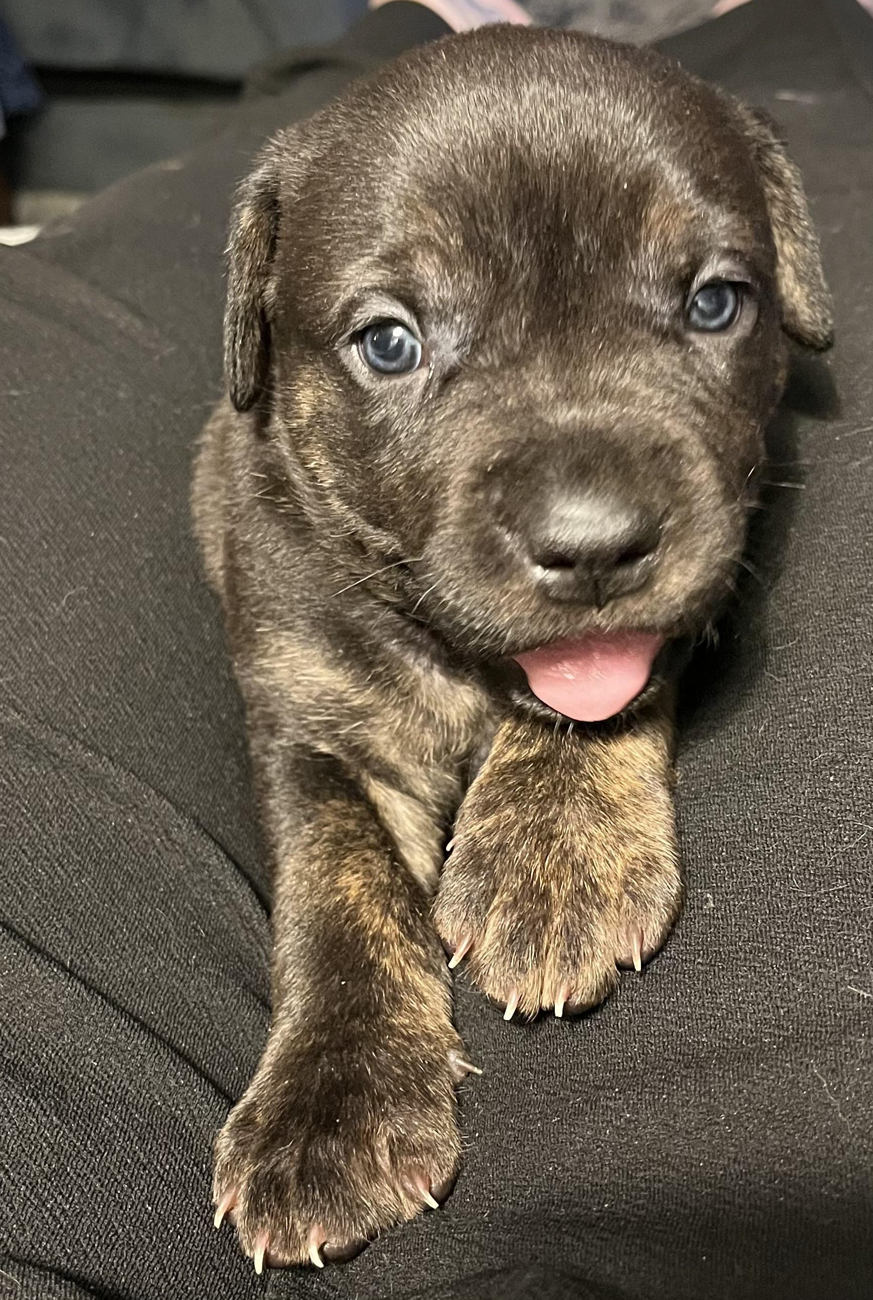 Bella, a ADOPTABLE mixed breed in Youngstown, OH image 2/4