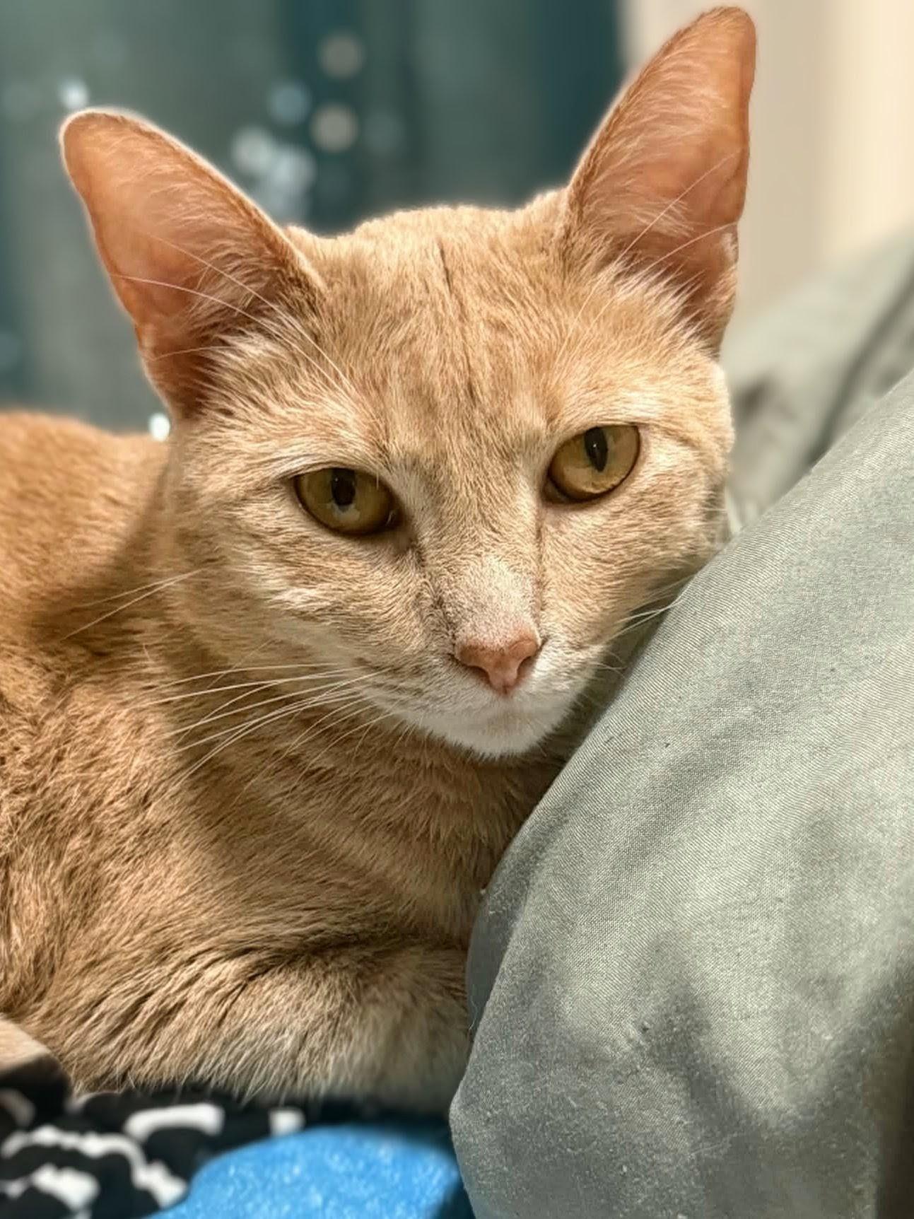 Ava, a Adoptable Domestic Short Hair in Johnsburg, IL image 1/2