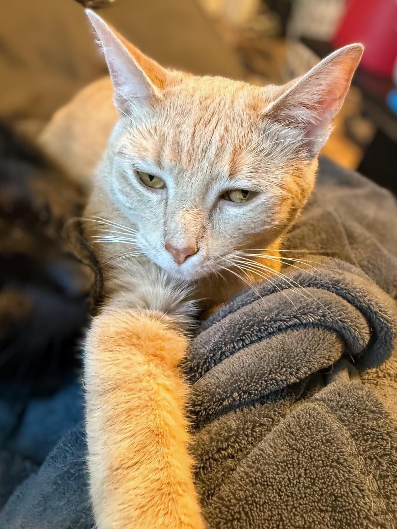 Ava, a Adoptable Domestic Short Hair in Johnsburg, IL image 2/2