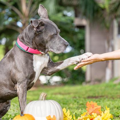 Ali`i Kai, Adoptable, Senior Female Pit Bull Terrier & Mixed Breed.