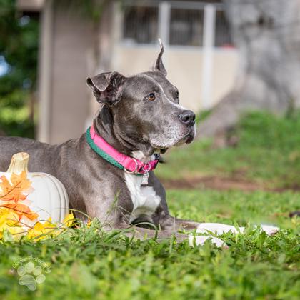Ali`i Kai, a Adoptable mixed breed in Honolulu, HI image 2/2