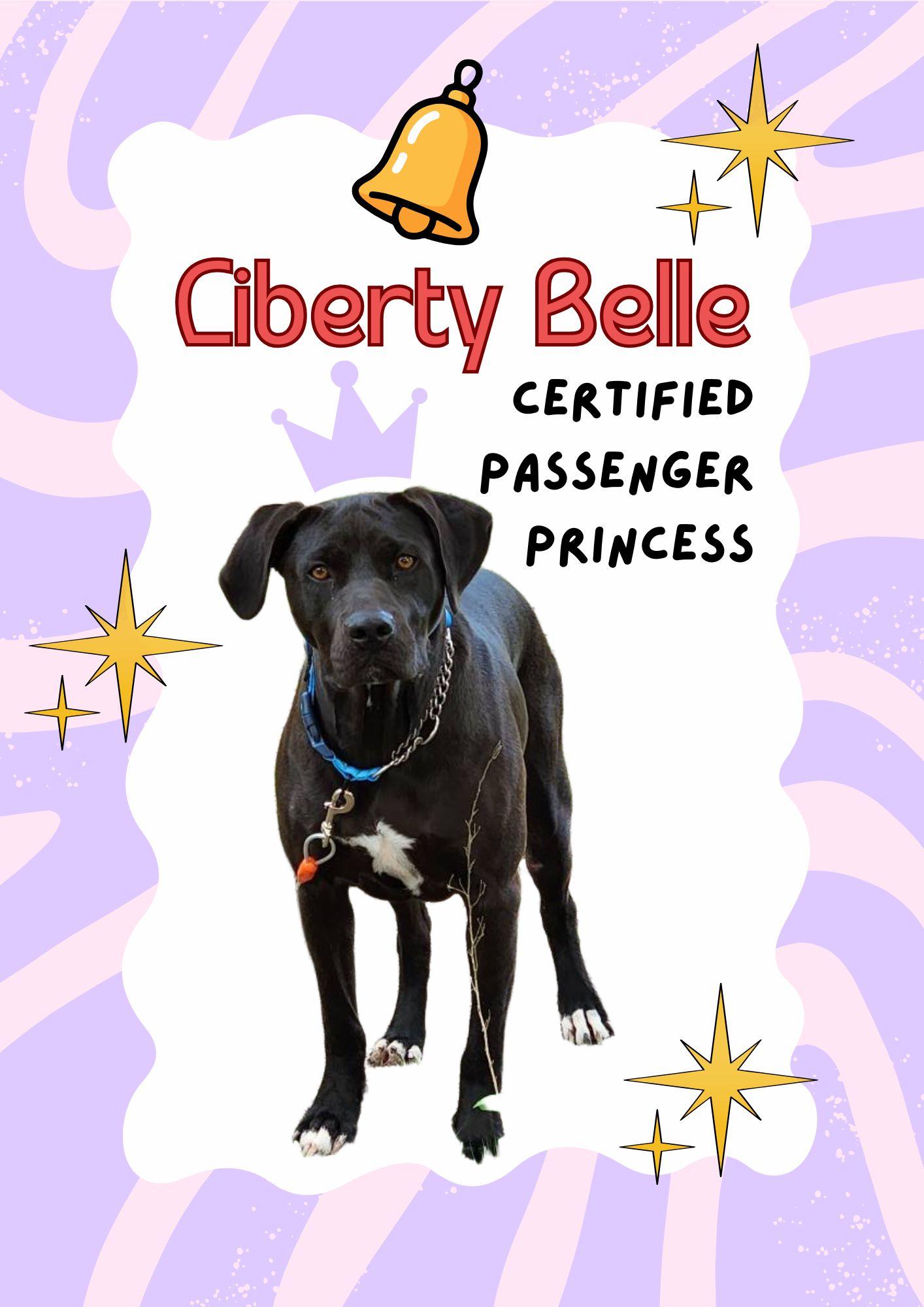 Liberty Belle, ADOPTABLE, Adult Female Black Labrador Retriever.