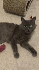 Catalina, Adoptable, Adult Female Nebelung & Domestic Long Hair.