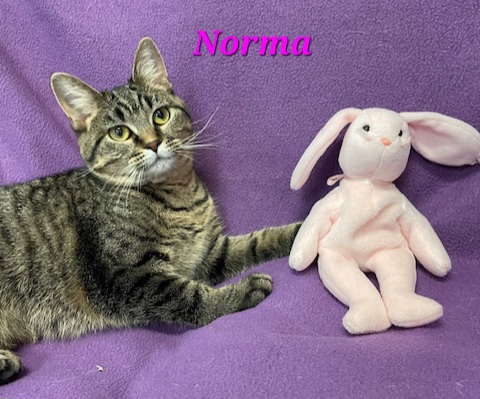 Norma