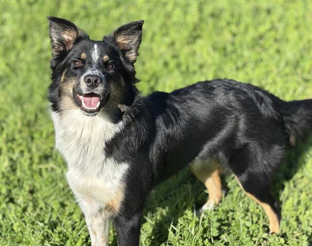 Enlarge ZIPPER, a Adoptable mixed breed in Fairfield, CA image 1/1