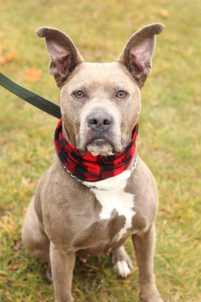 Enlarge Bella, a ADOPTABLE Mixed Breed in Ionia, MI image 1/6