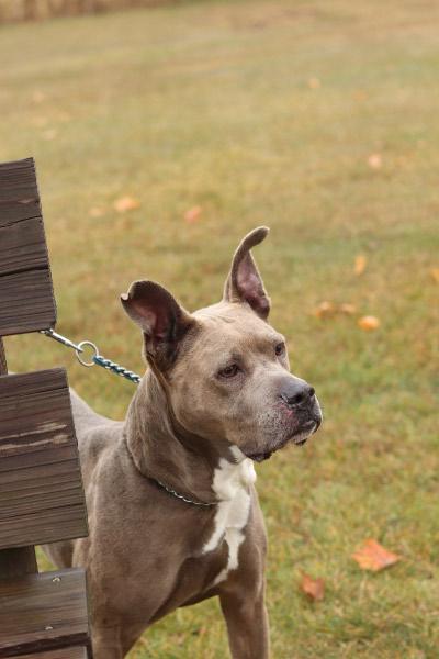 Enlarge Bella, a ADOPTABLE Mixed Breed in Ionia, MI image 2/6