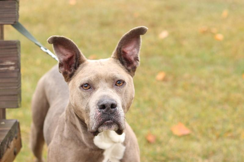 Enlarge Bella, a ADOPTABLE Mixed Breed in Ionia, MI image 3/6