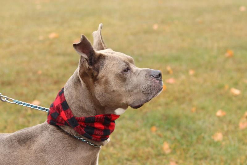 Enlarge Bella, a ADOPTABLE Mixed Breed in Ionia, MI image 4/6