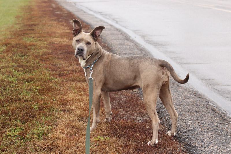 Enlarge Bella, a ADOPTABLE Mixed Breed in Ionia, MI image 5/6