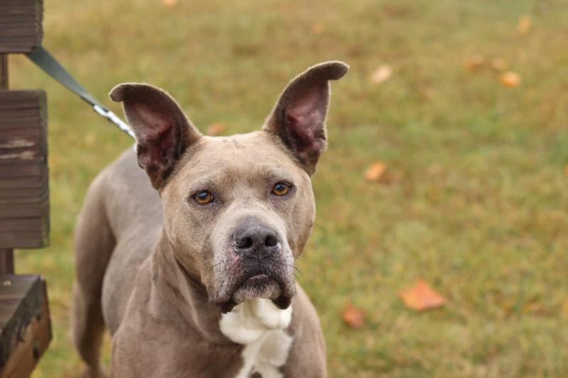 Enlarge Bella, a ADOPTABLE Mixed Breed in Ionia, MI image 6/6