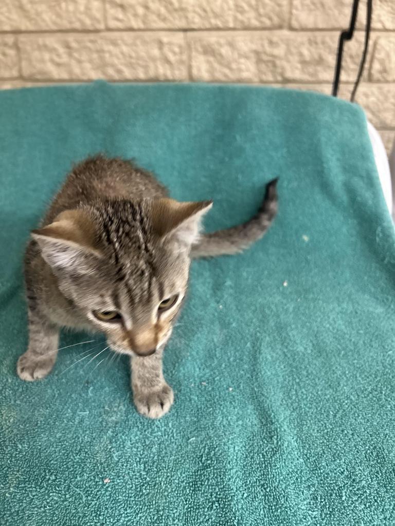 Enlarge Chatter, a Adoptable mixed breed in Rocky Mount, NC image 2/3