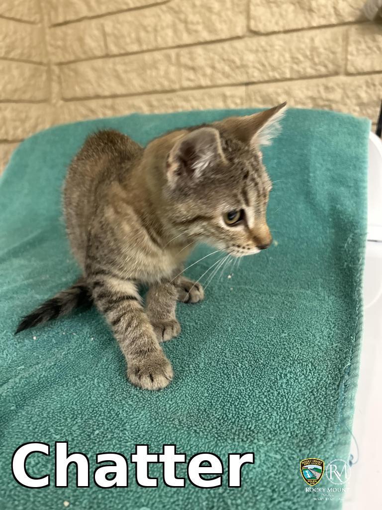 Enlarge Chatter, a Adoptable mixed breed in Rocky Mount, NC image 3/3