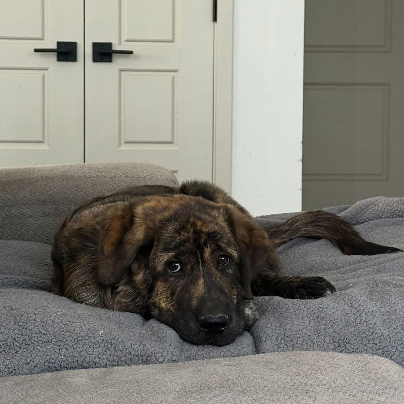 Miles - ADOPTED, Adoptable, Puppy Male Mastiff.