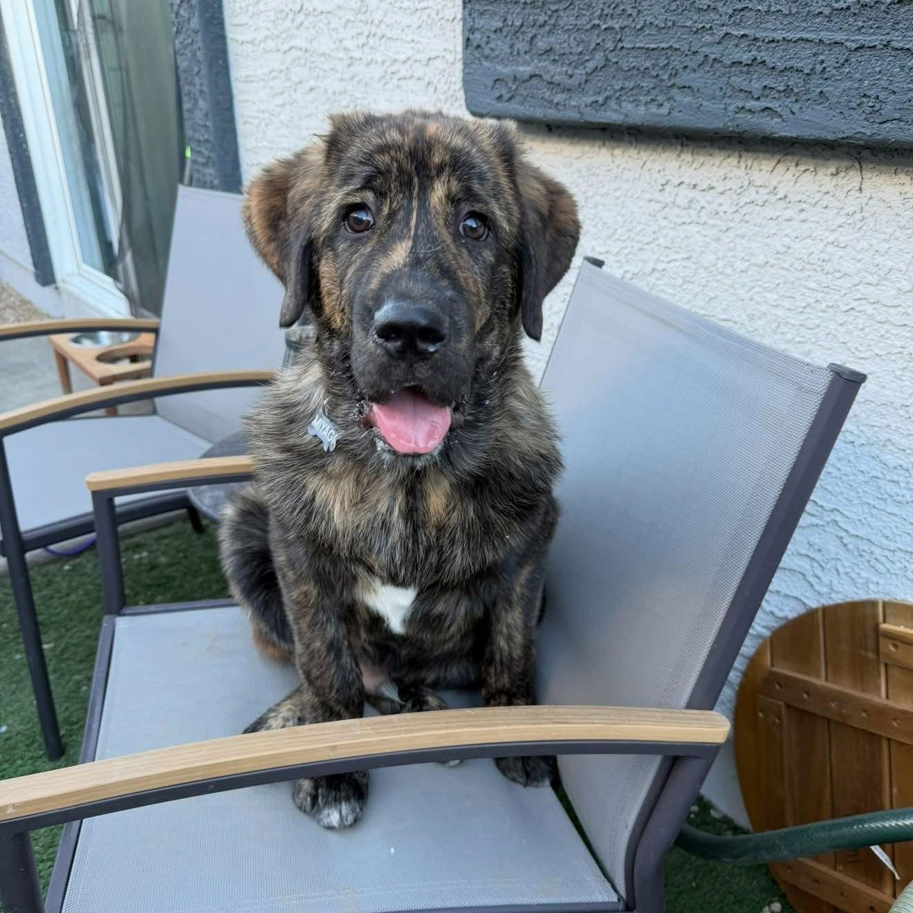 Enlarge Miles - ADOPTED, a Adoptable Mastiff in Glendale, AZ image 2/3