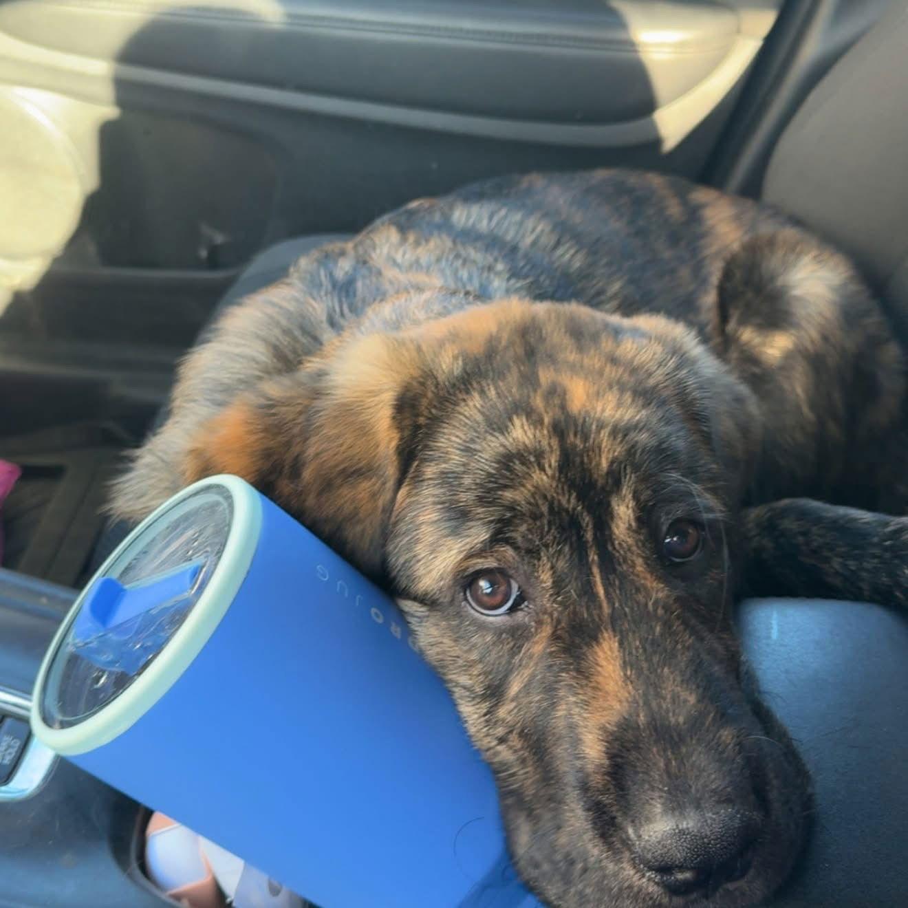 Enlarge Miles - ADOPTED, a Adoptable Mastiff in Glendale, AZ image 3/3