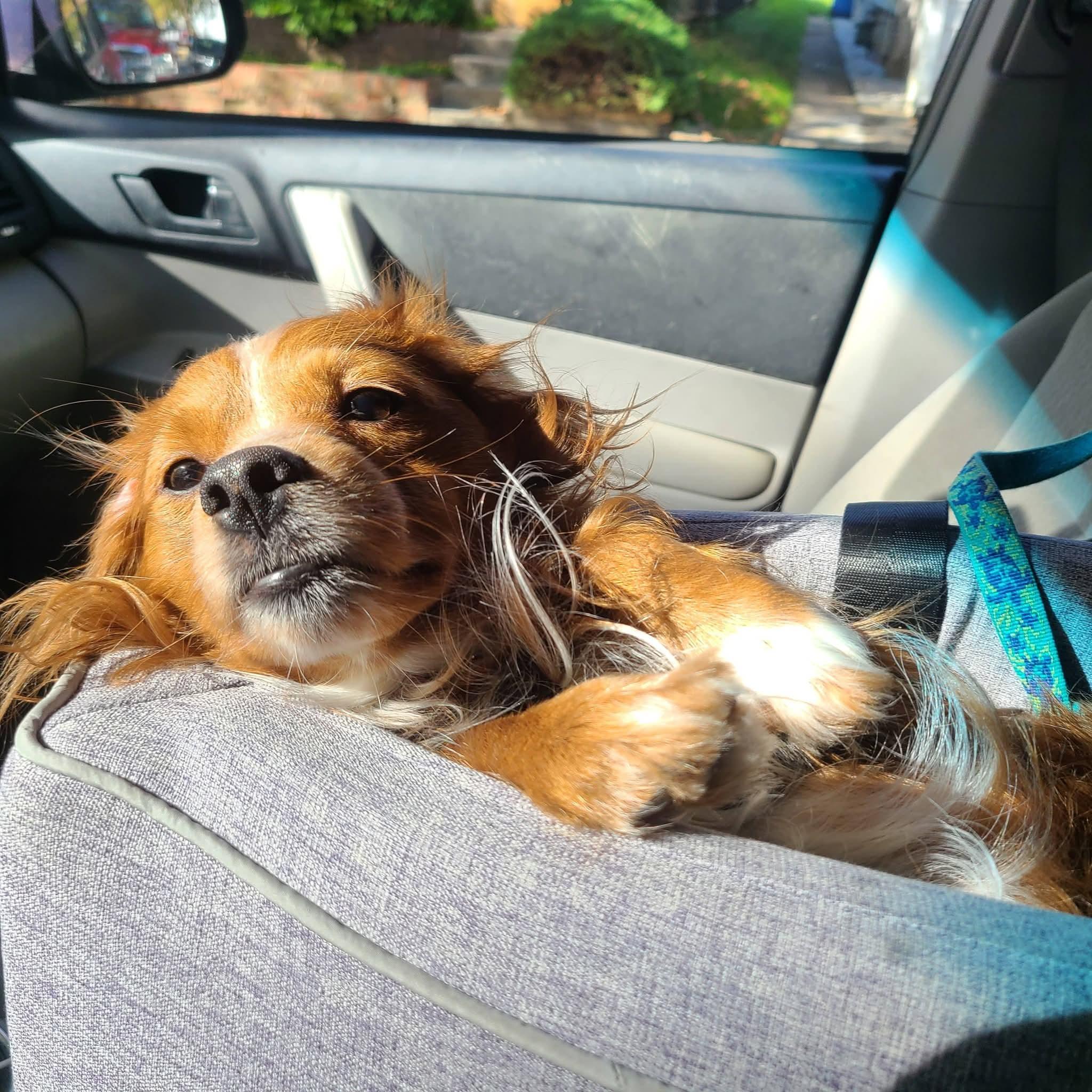 Enlarge Reeses - ADOPTED, a Adopted mixed breed in Mount Bethel, PA image 3/5