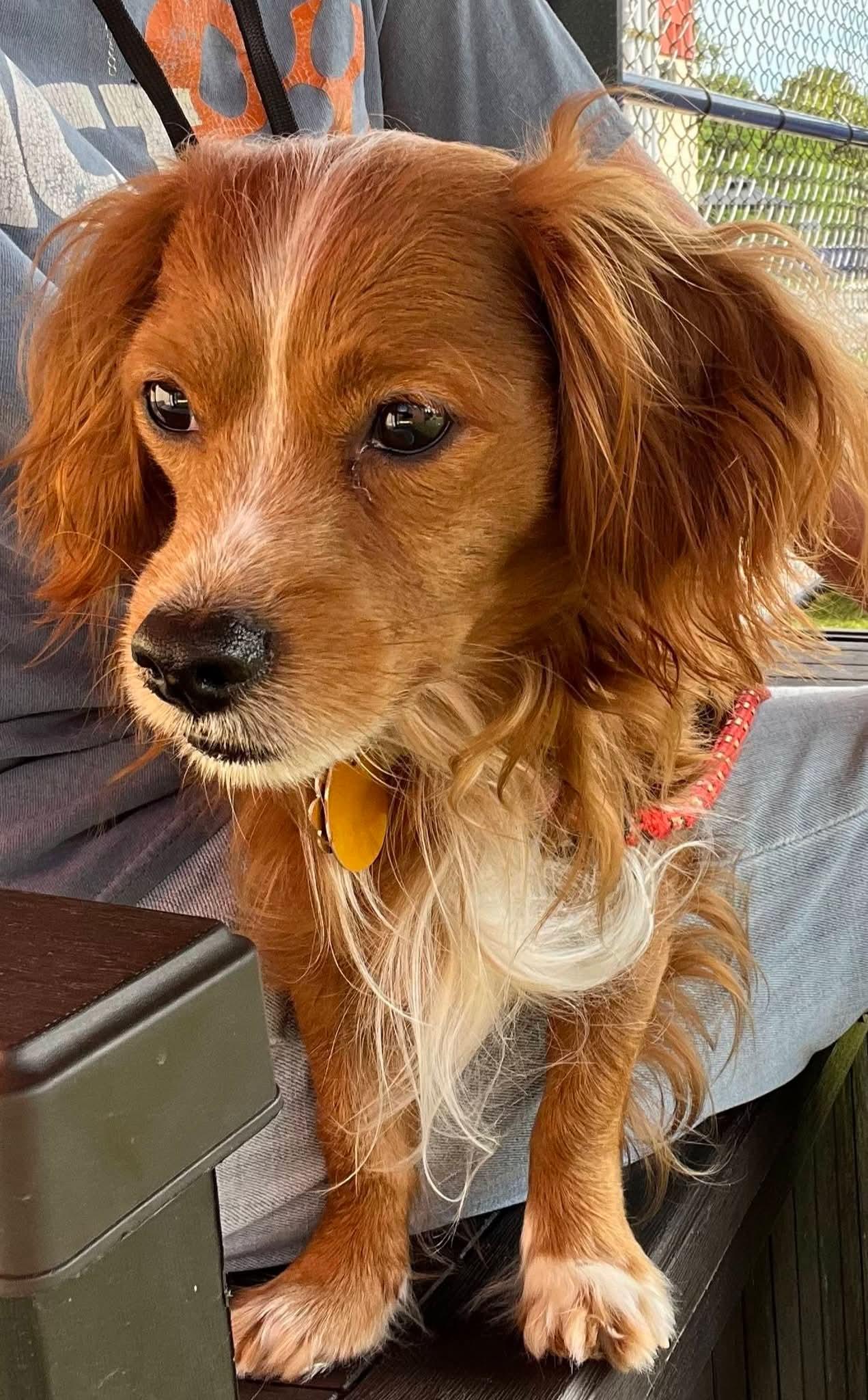 Reeses - ADOPTED, Adopted, Adult Male Cavalier King Charles Spaniel.