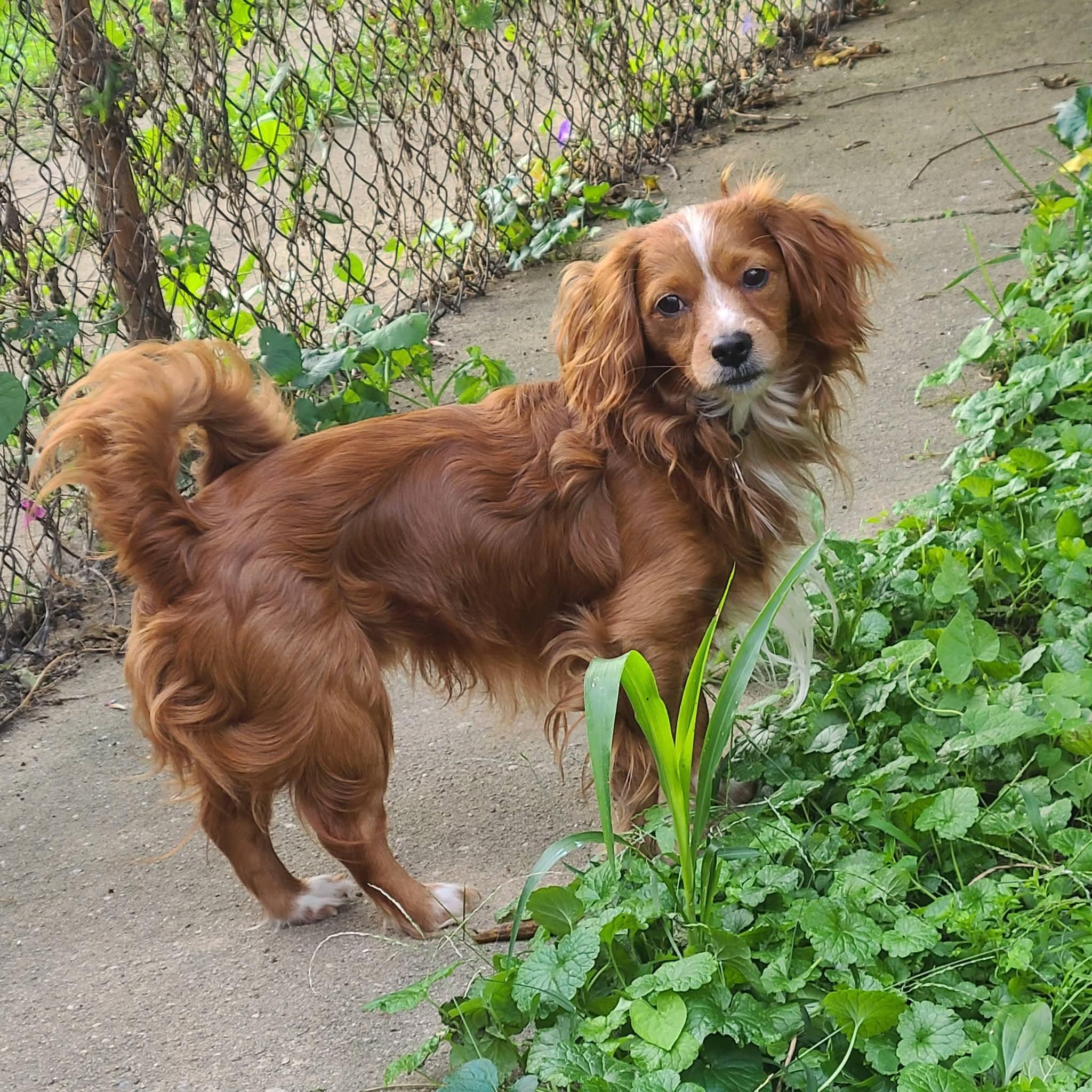 Enlarge Reeses - ADOPTED, a Adopted mixed breed in Mount Bethel, PA image 2/5