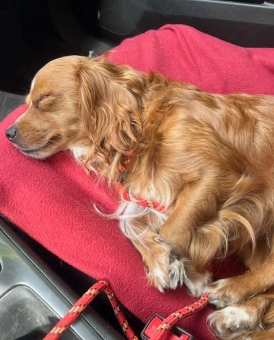 Enlarge Reeses - ADOPTED, a Adopted mixed breed in Mount Bethel, PA image 4/5