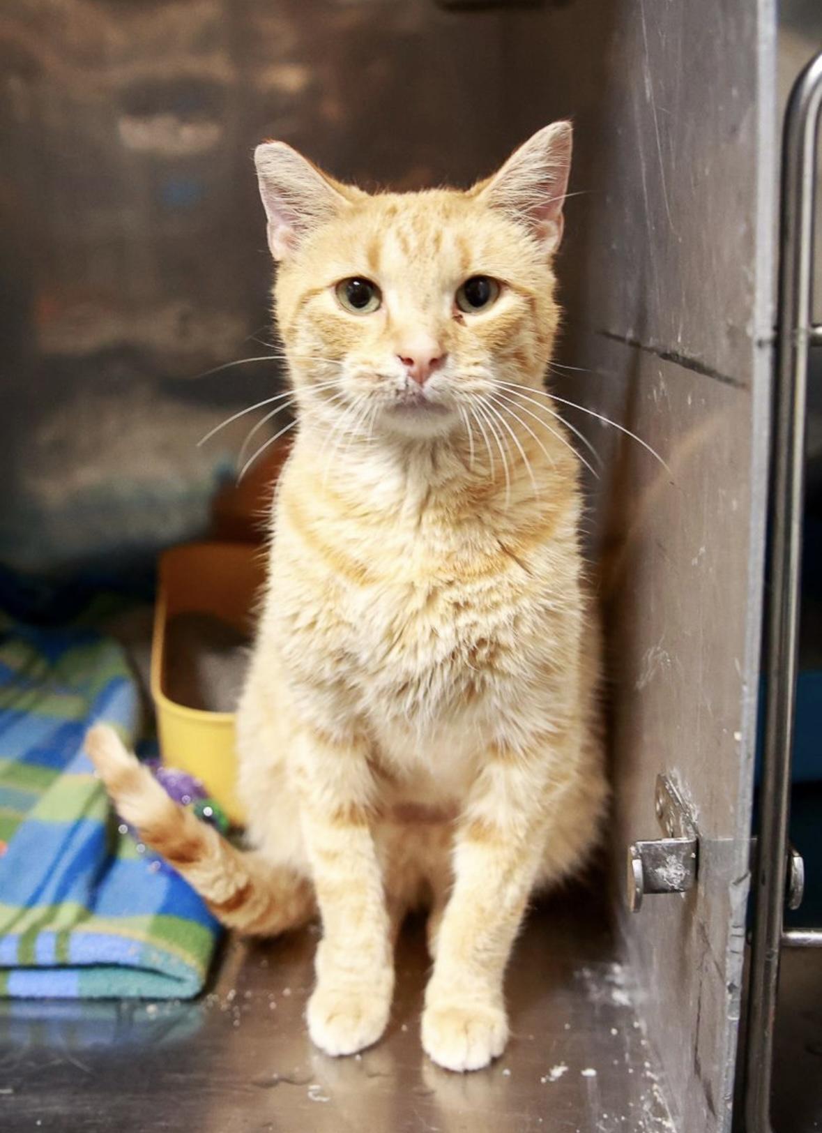 Enlarge Ellie, a Adoptable Domestic Short Hair in Loogootee, IN image 2/3