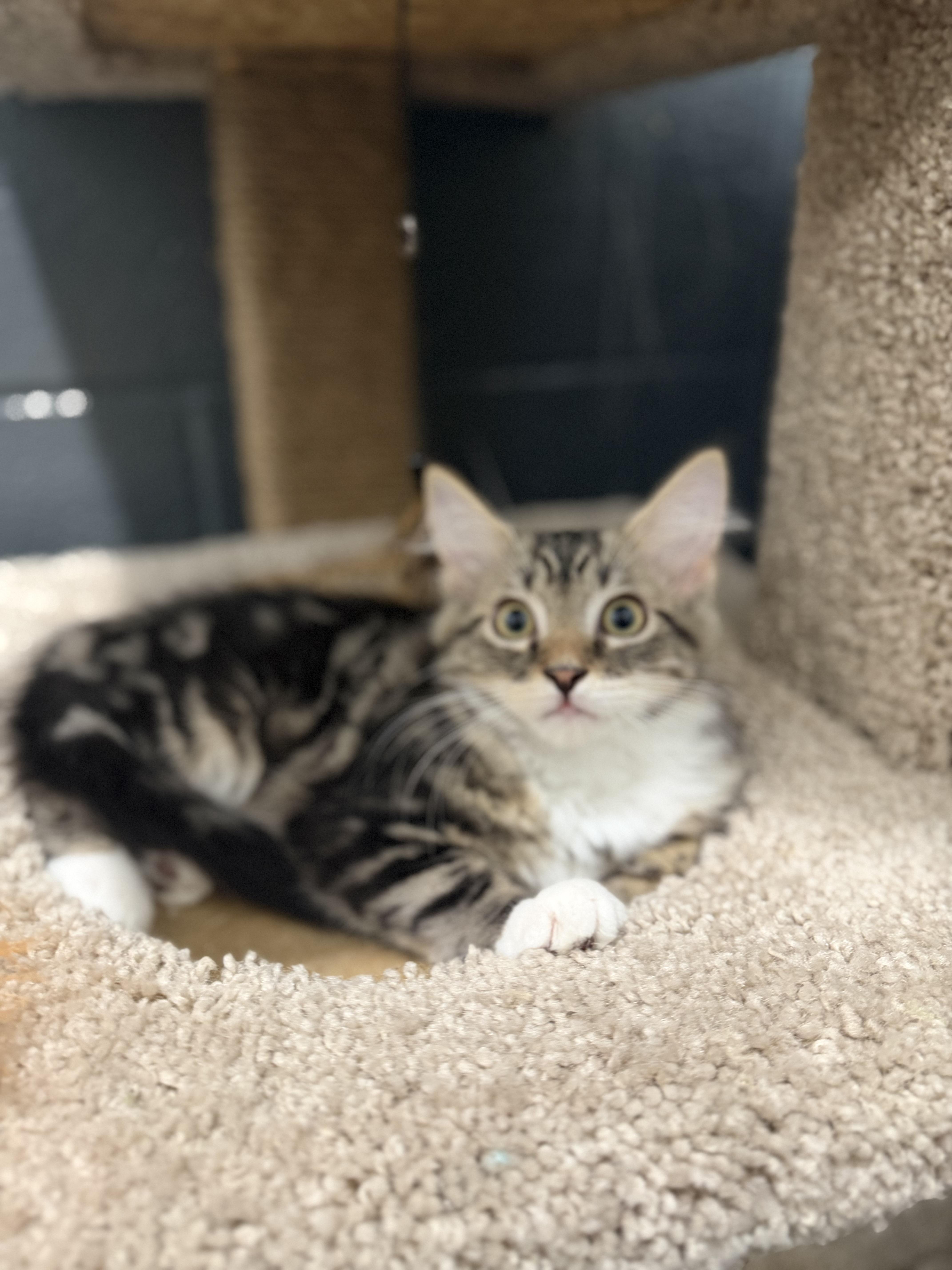Mackerel, adopted, Young Male Domestic Long Hair.
