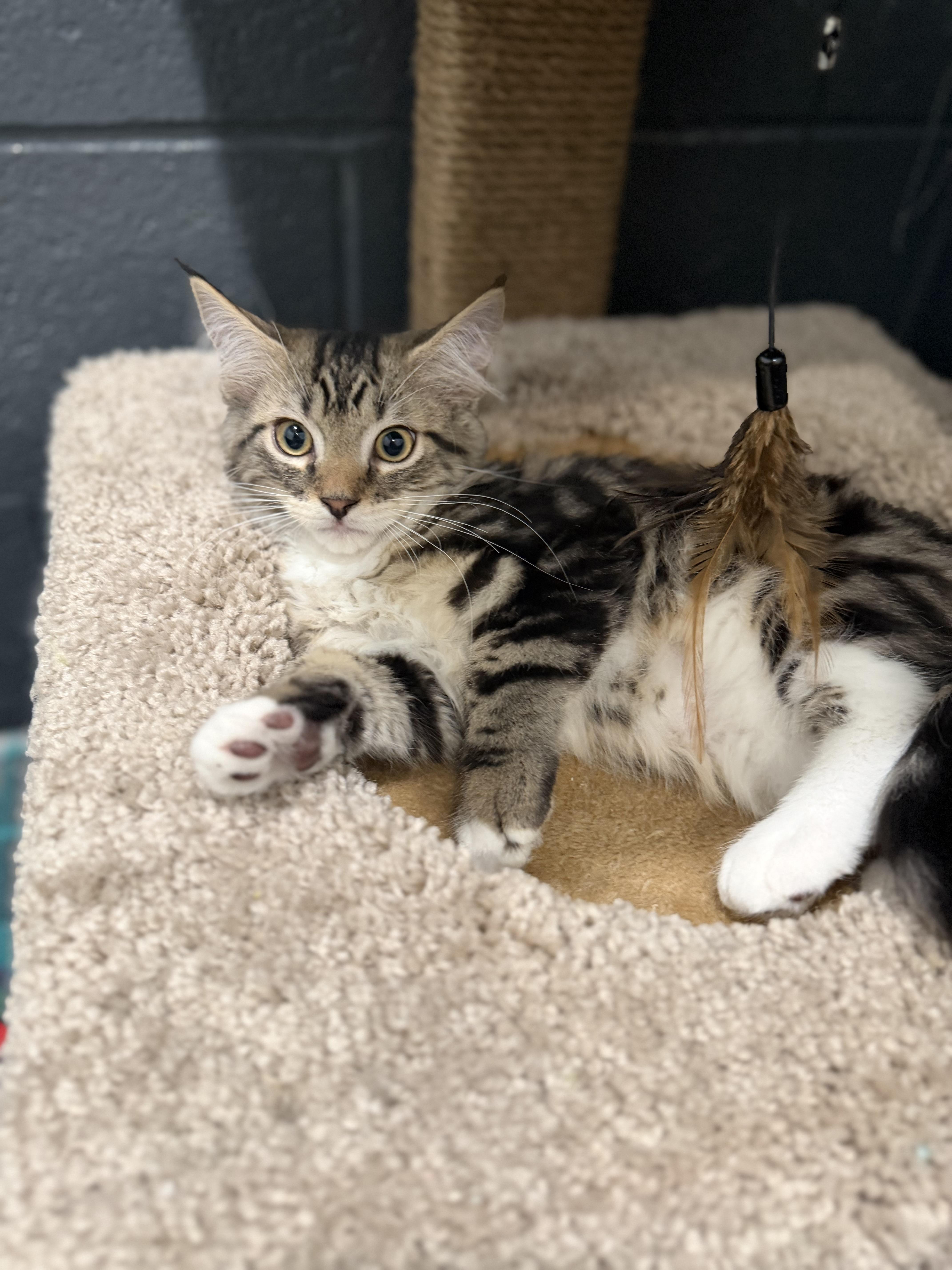 Mackerel, an adopted Domestic Long Hair in Medford, NJ image 4/5