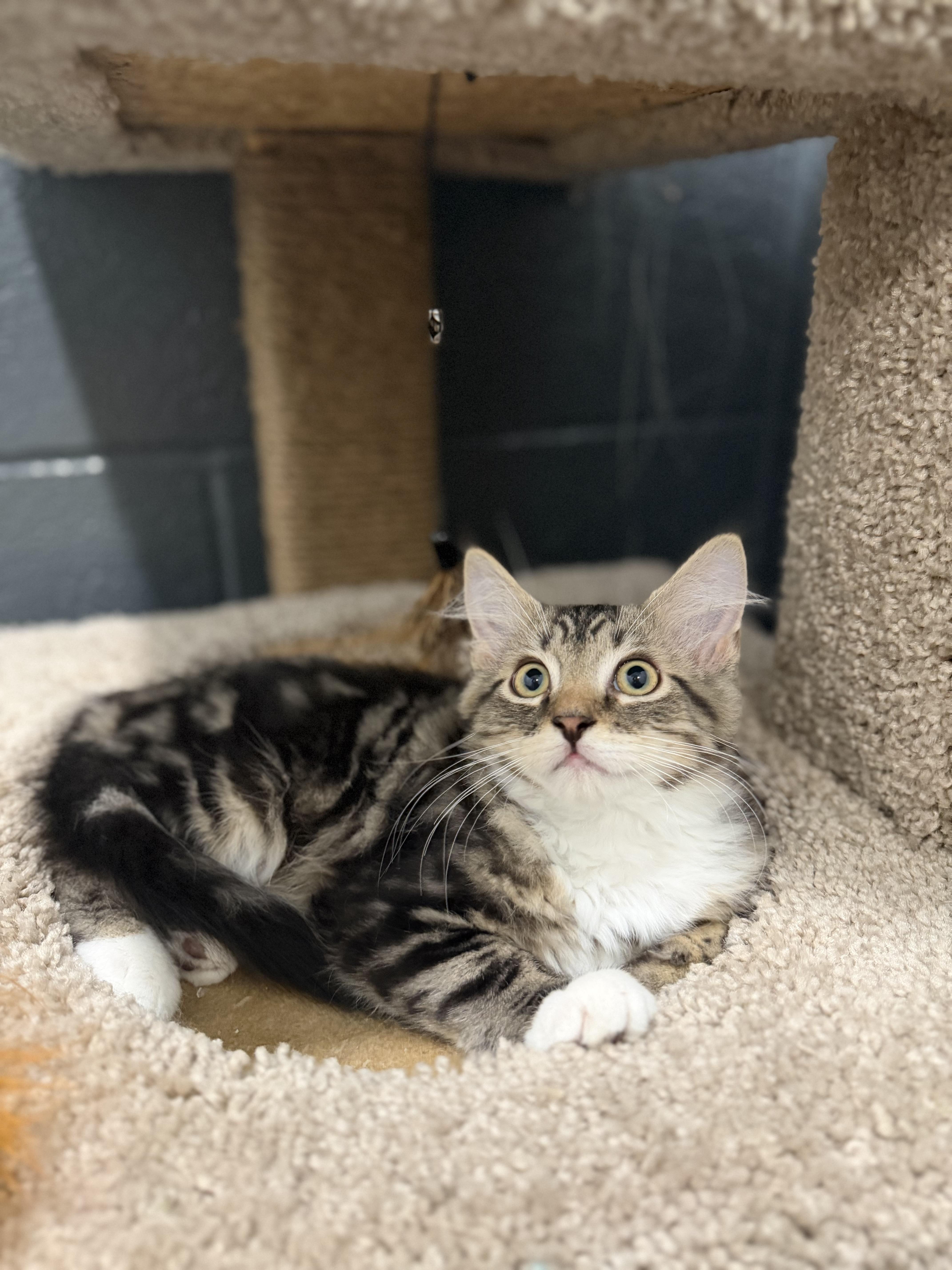Mackerel, an adopted Domestic Long Hair in Medford, NJ image 3/5