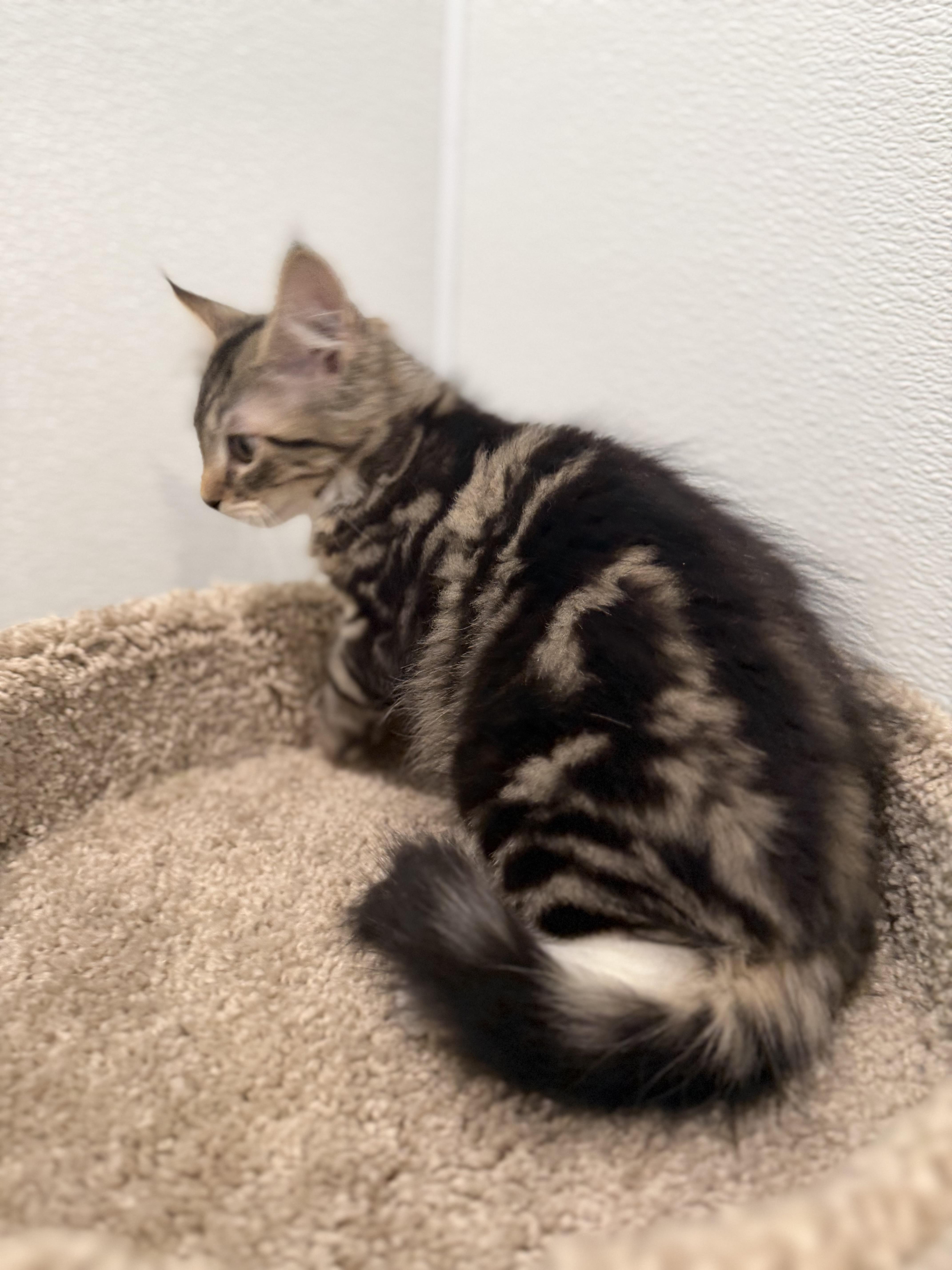 Mackerel, an adopted Domestic Long Hair in Medford, NJ image 5/5