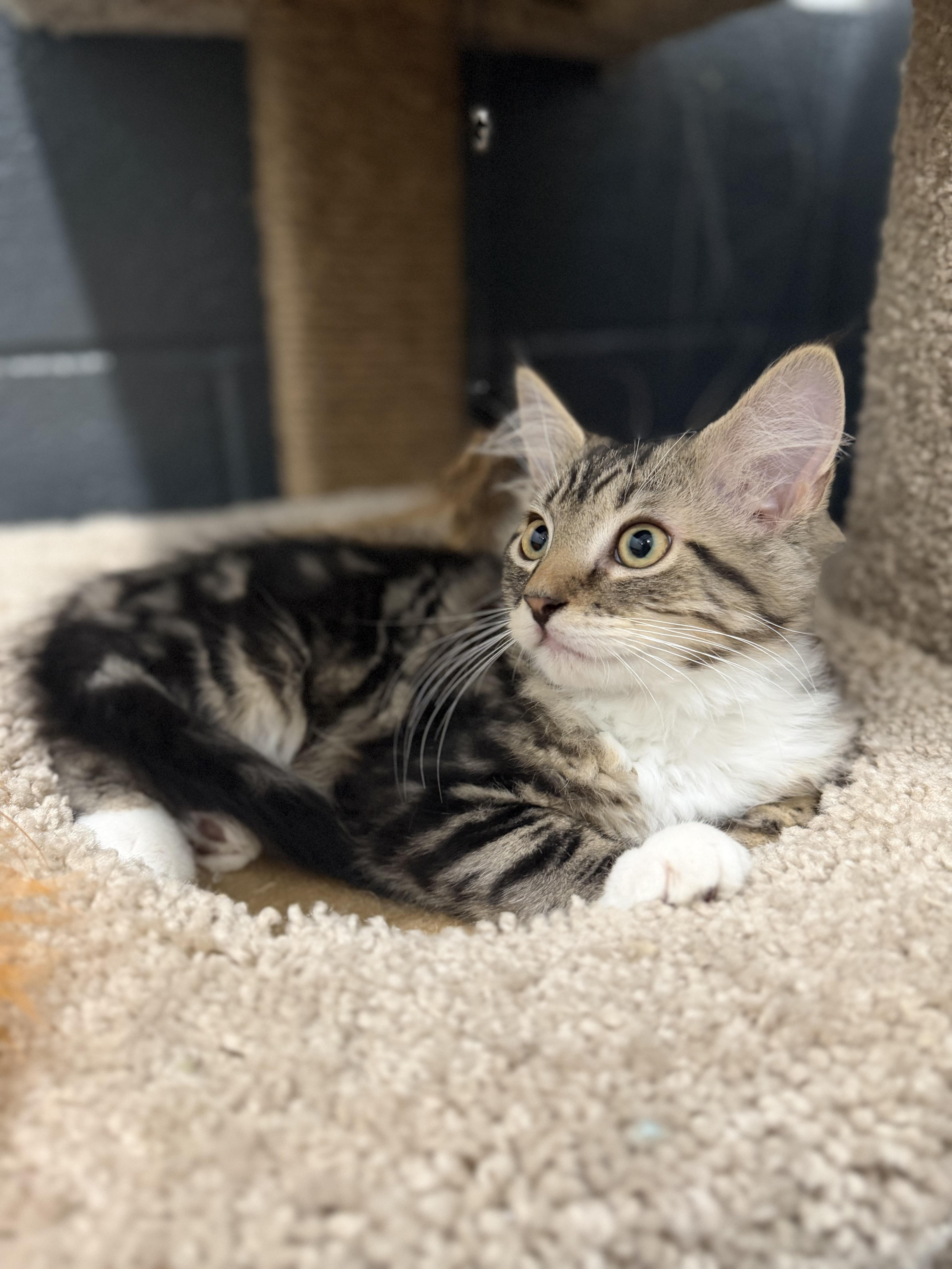 Mackerel, an adopted Domestic Long Hair in Medford, NJ image 2/5