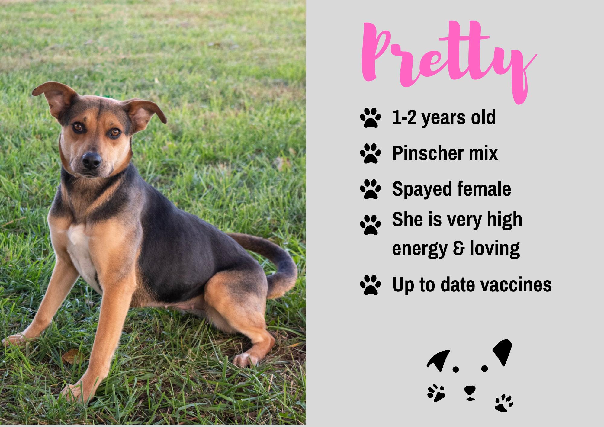 Pretty, Adoptable, Adult Female German Pinscher.