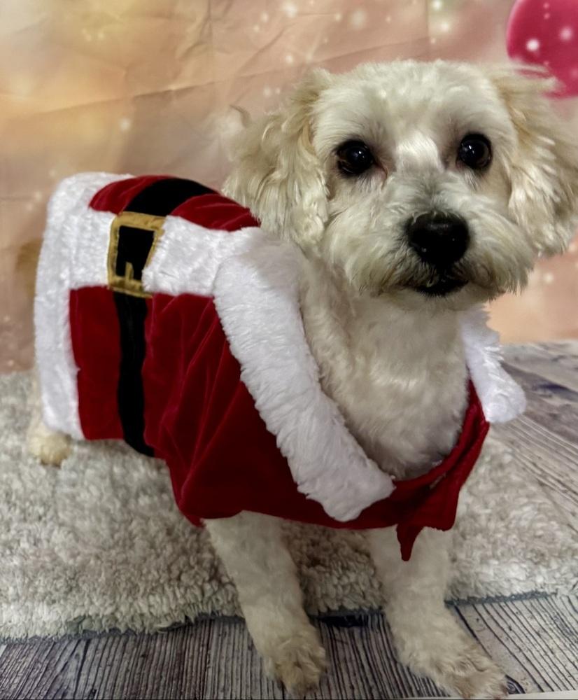 Bruno, Adoptable, Adult Male Bichon Frise.